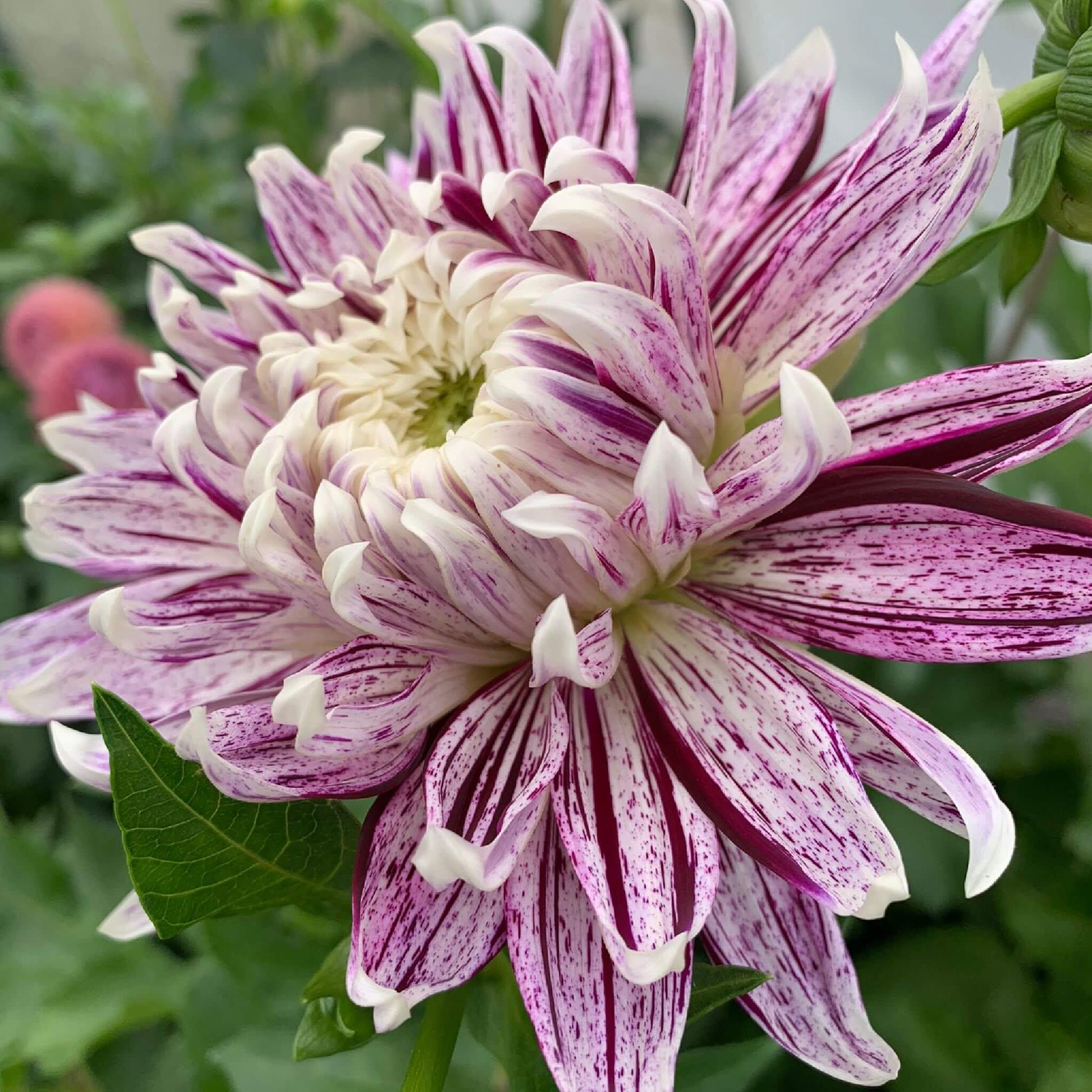 Avignon dahlia rooted cuttings for sale