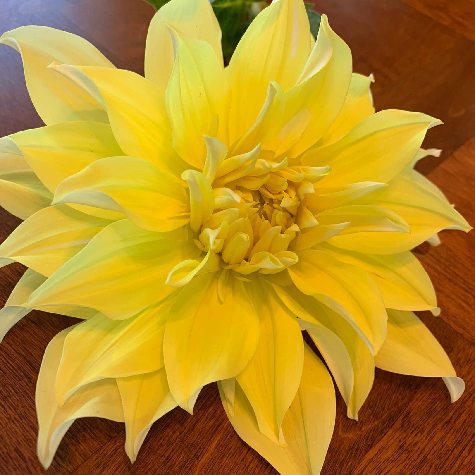 Blondee dahlia flowers for sale