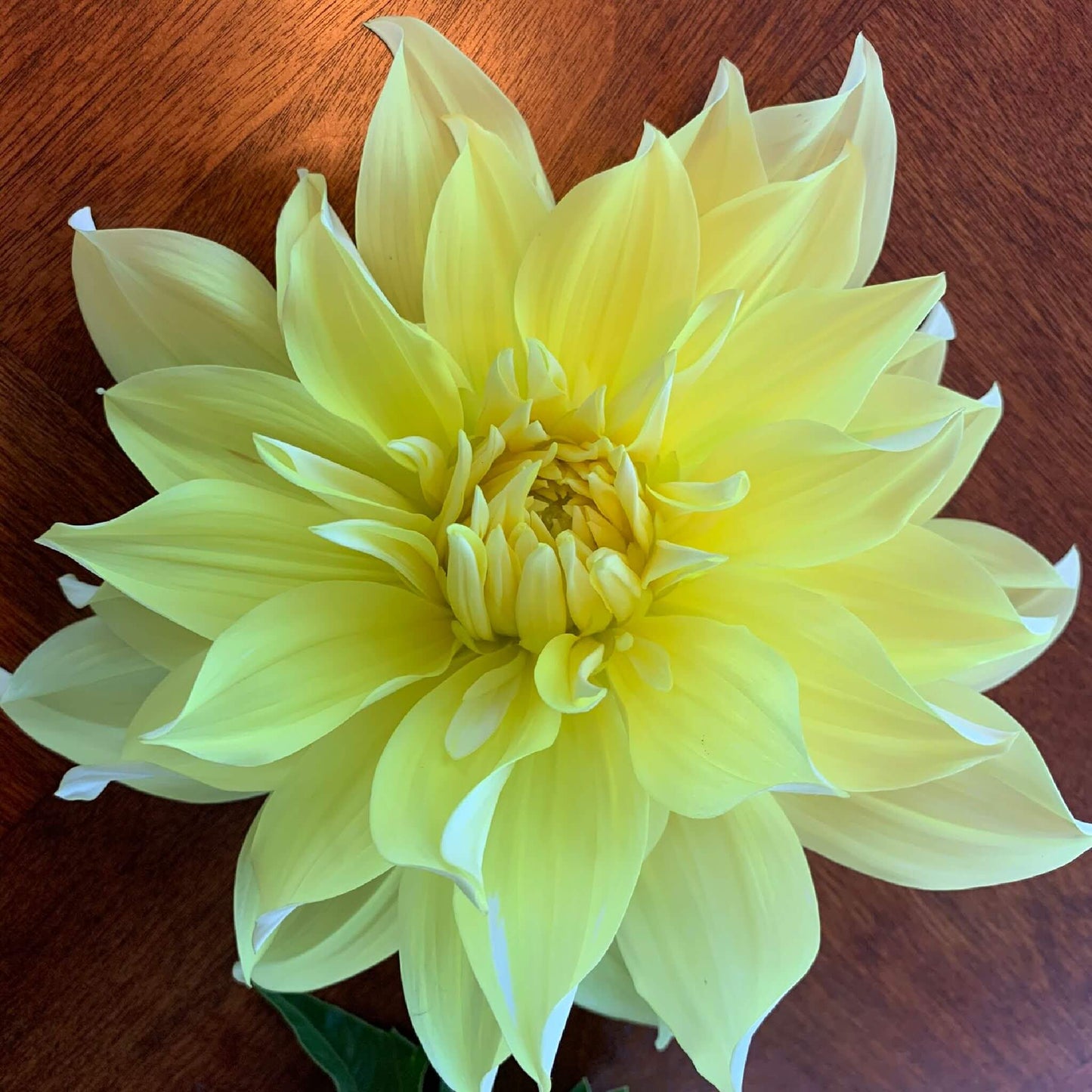 Blondee dahlia plants for sale