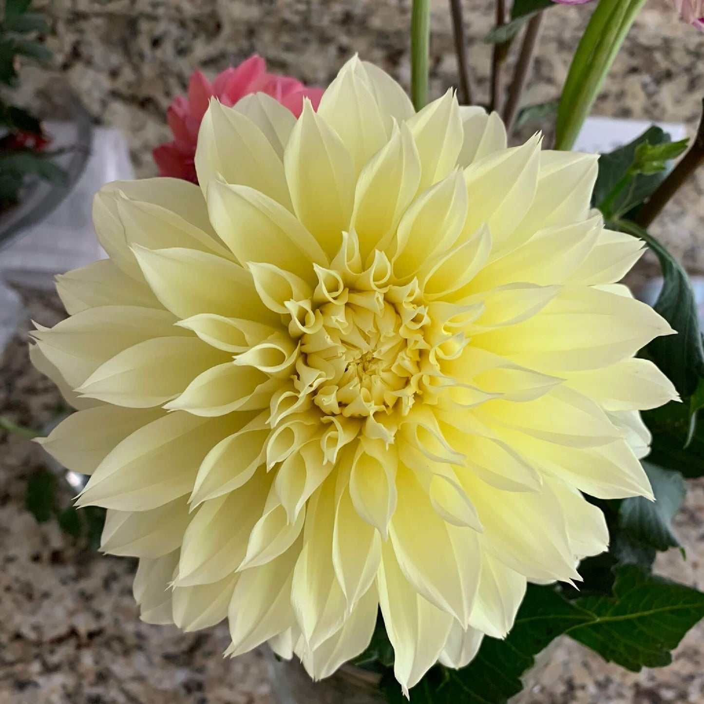 Blondee dahlia pot tubers for sale