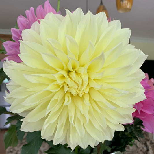 Blondee dahlia rooted cuttings for sale