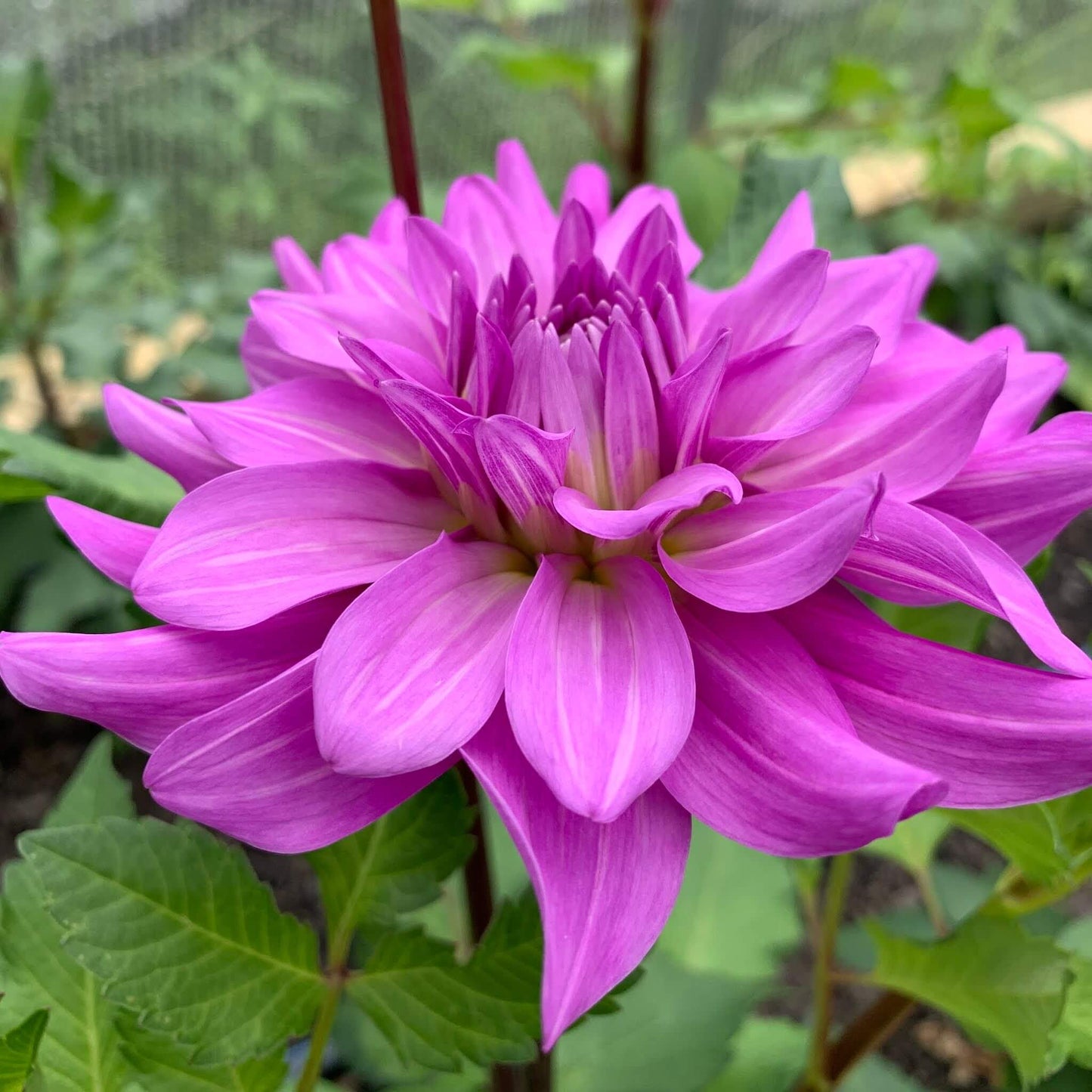 Bluetiful dahlia rooted cuttings for sale