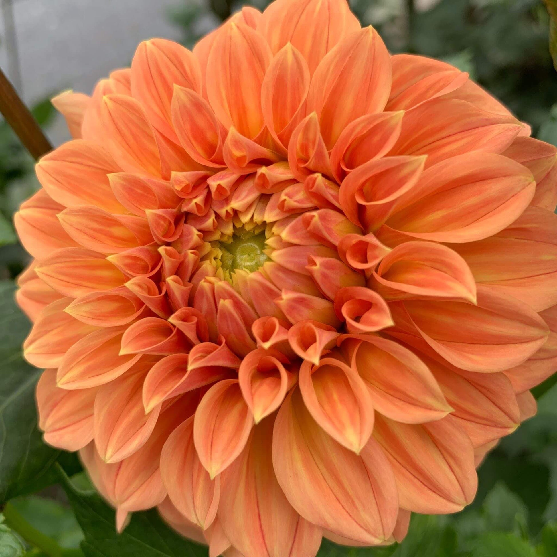 Bracken Palomino dahlia rooted cuttings for sale