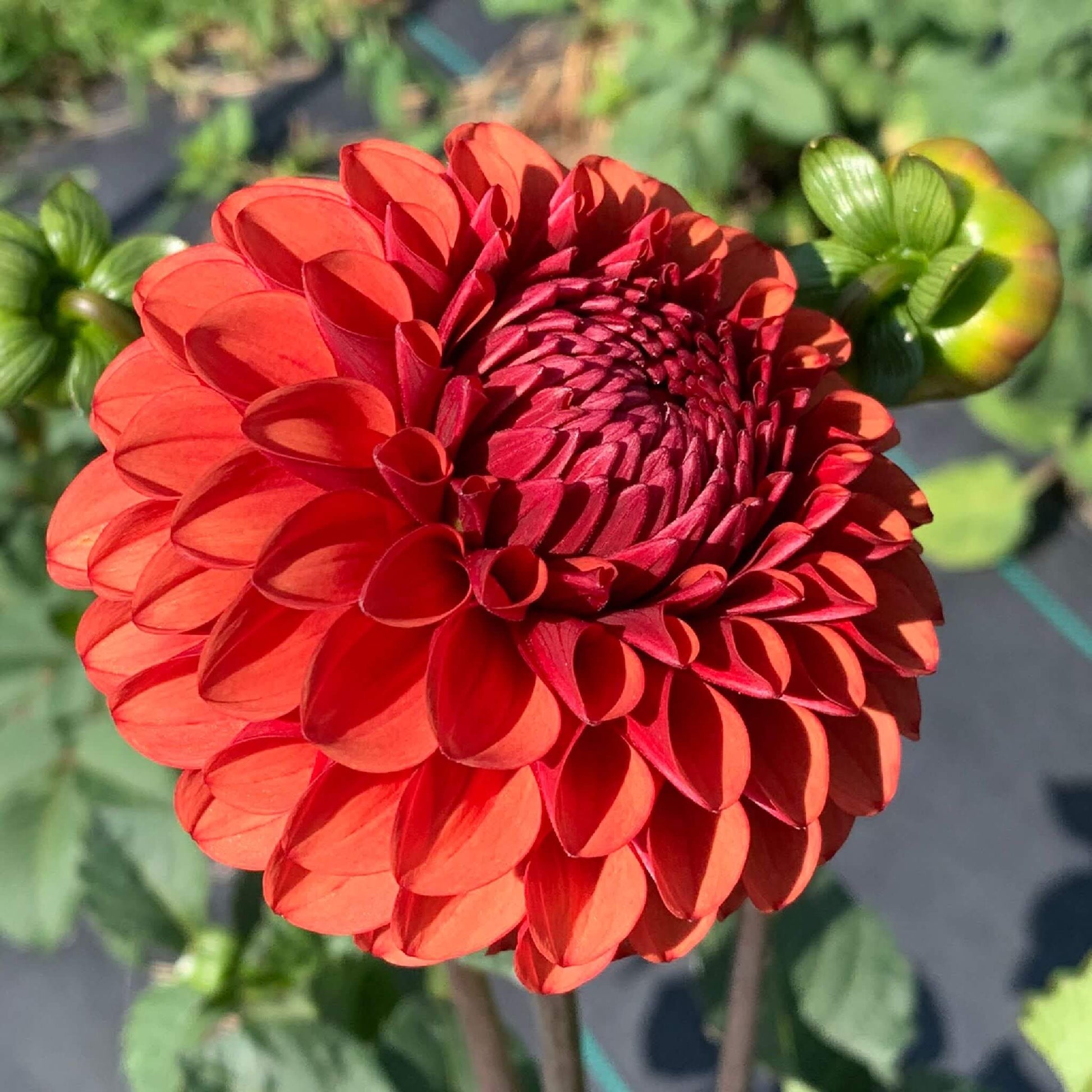 Brown Sugar dahlia plants for sale