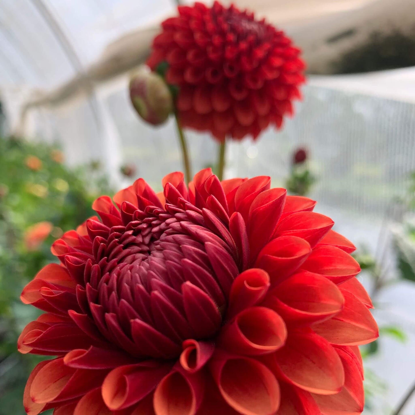Brown Sugar dahlia rooted cuttings for sale