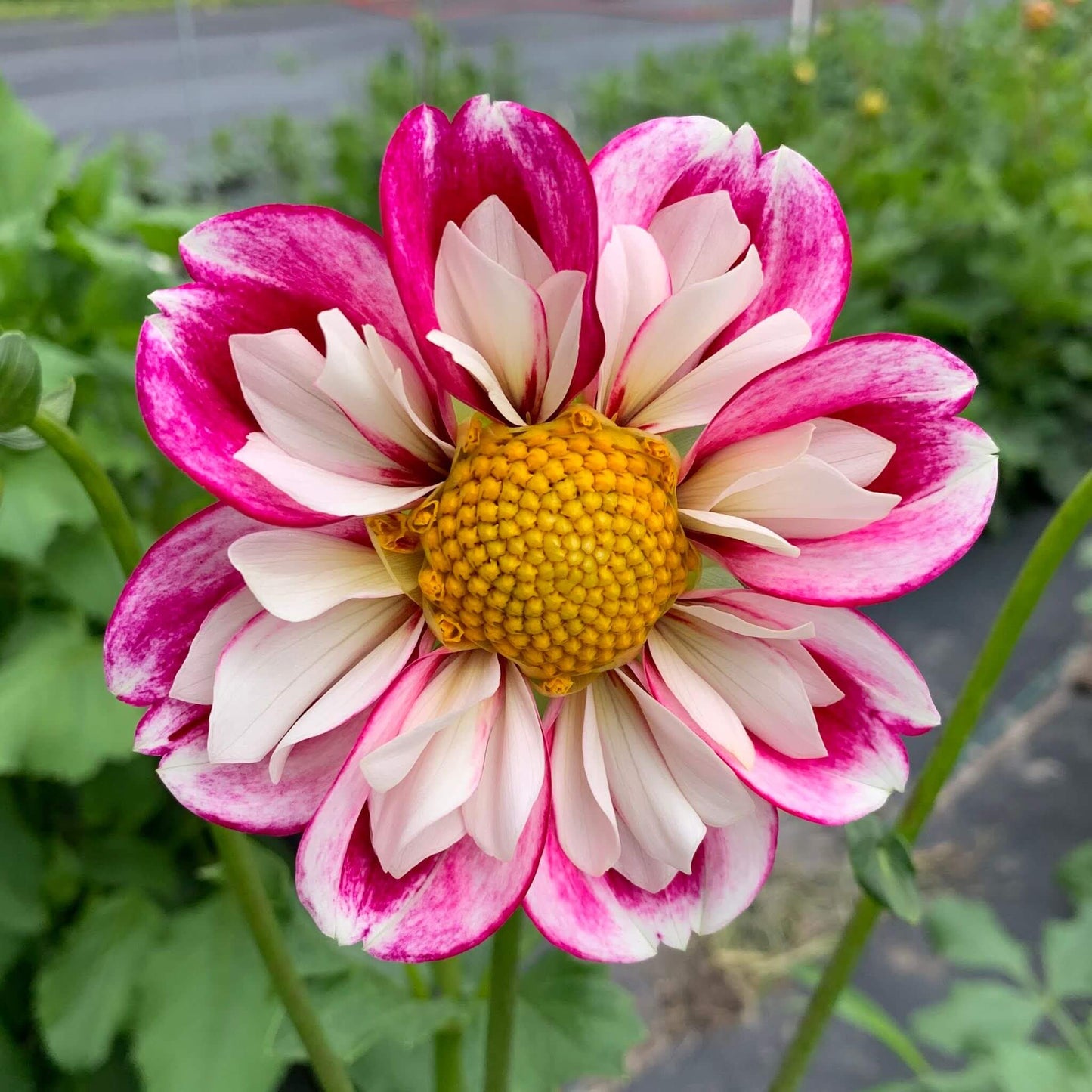 Bumble Rumble Dahlia