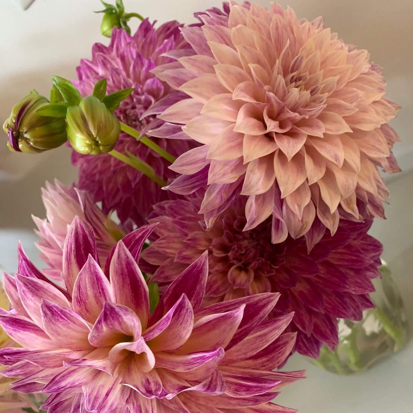 Café au Lait Royal dahlia flowers for sale