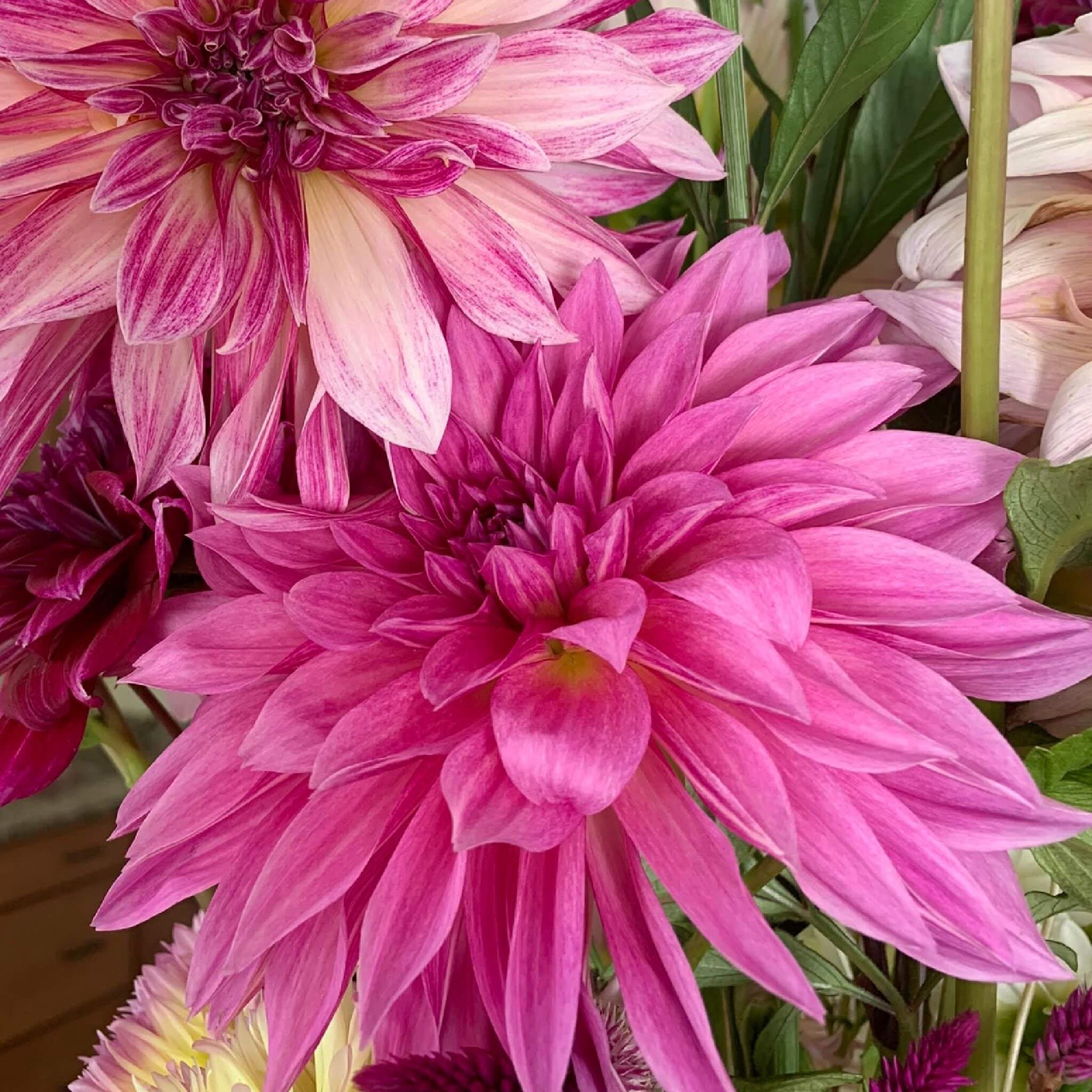 Café au Lait Royal dahlia is heat tolerant on our Zone 8 farm. It's shown here with Café au Lait Rose for a comparison