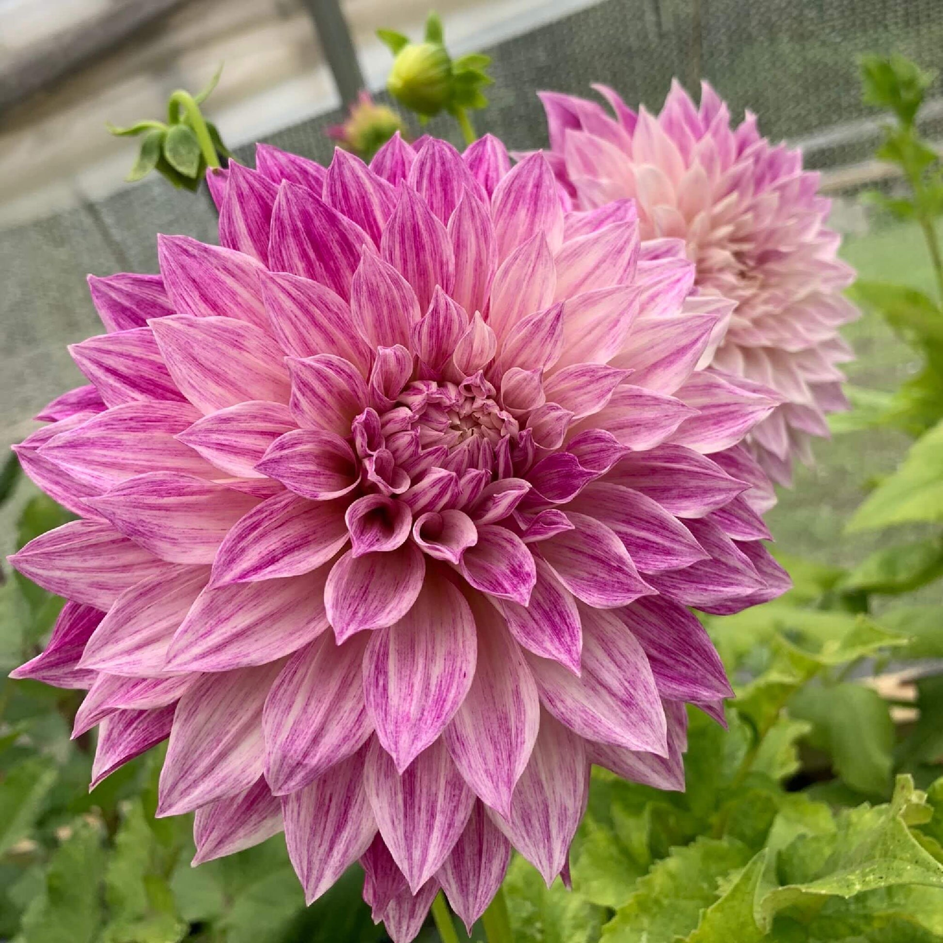 Café au Lait Royal dahlia plants for sale