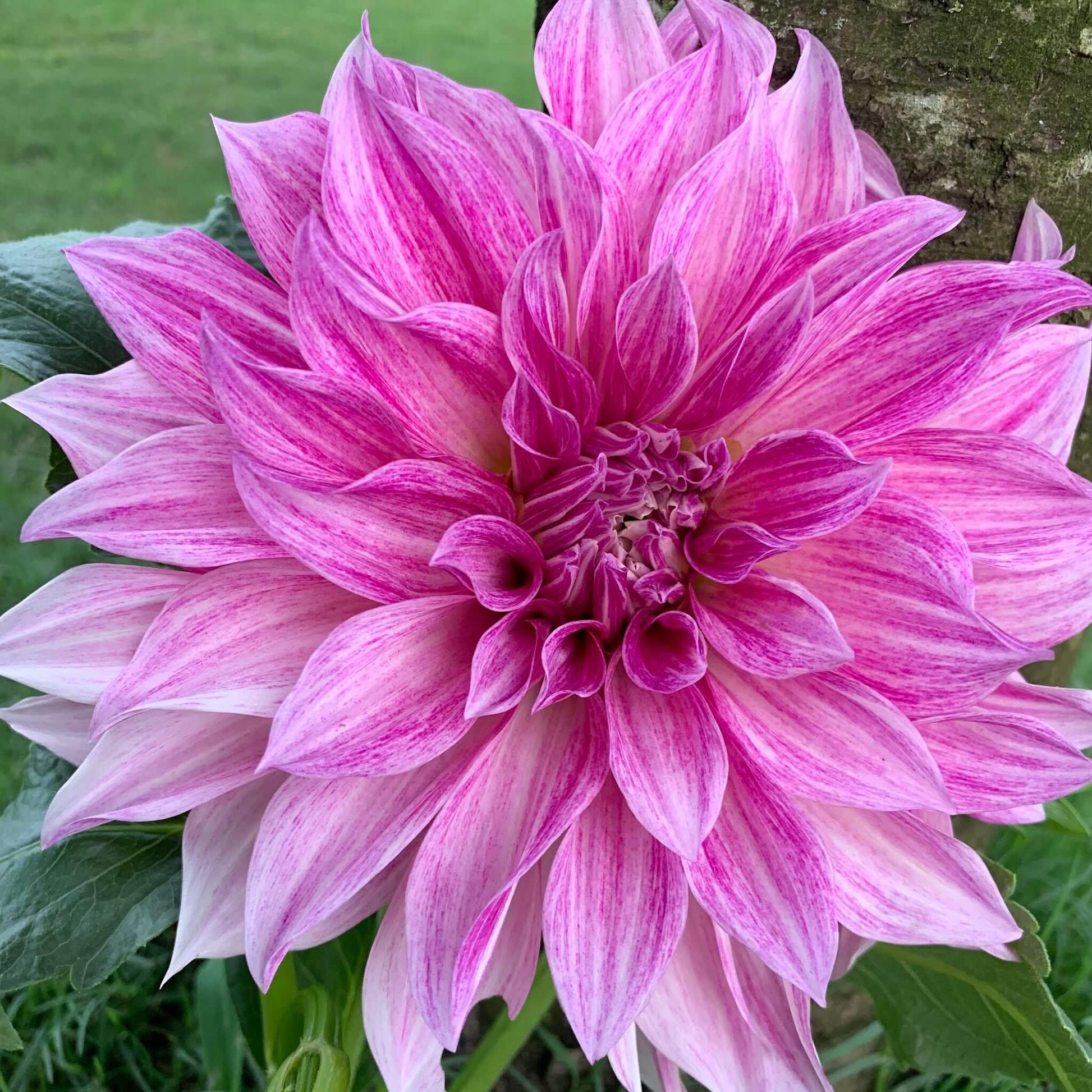 Café au Lait Royal dahlia pot tubers for sale