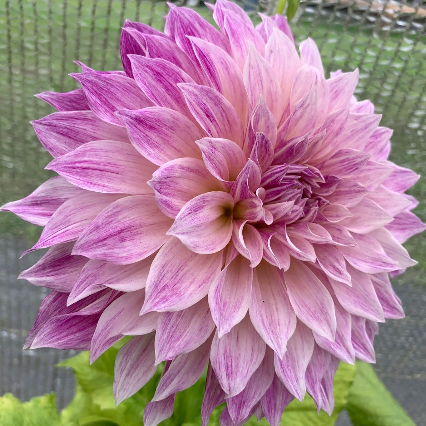 Café au Lait Royal dahlia tubers for sale