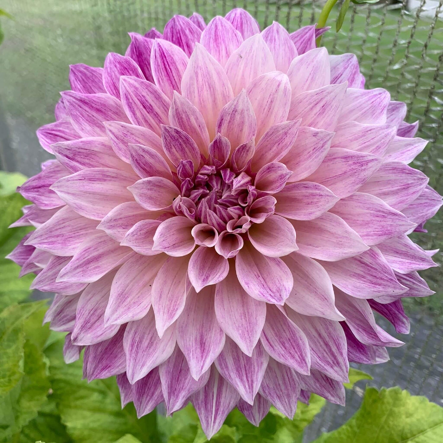 Café au Lait Royal dahlias for sale