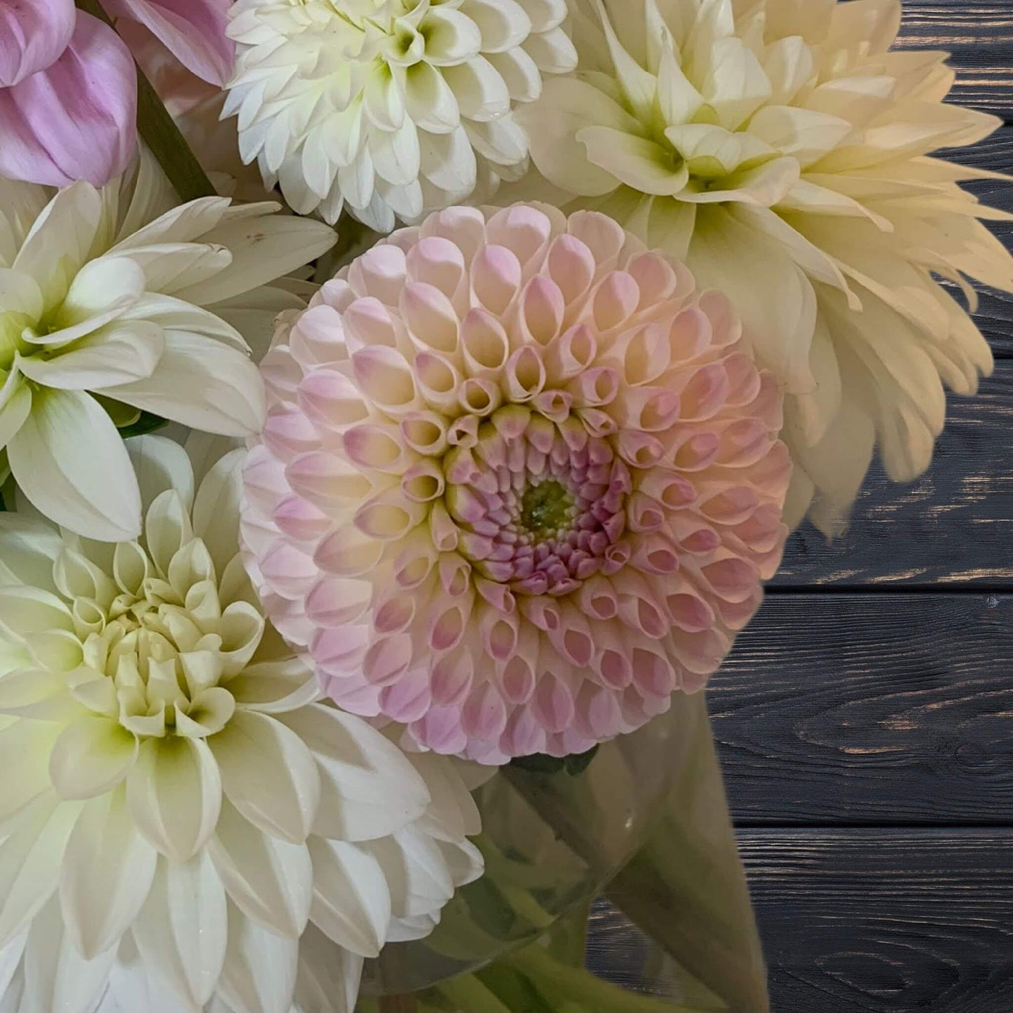 Camano Zoe Dahlia