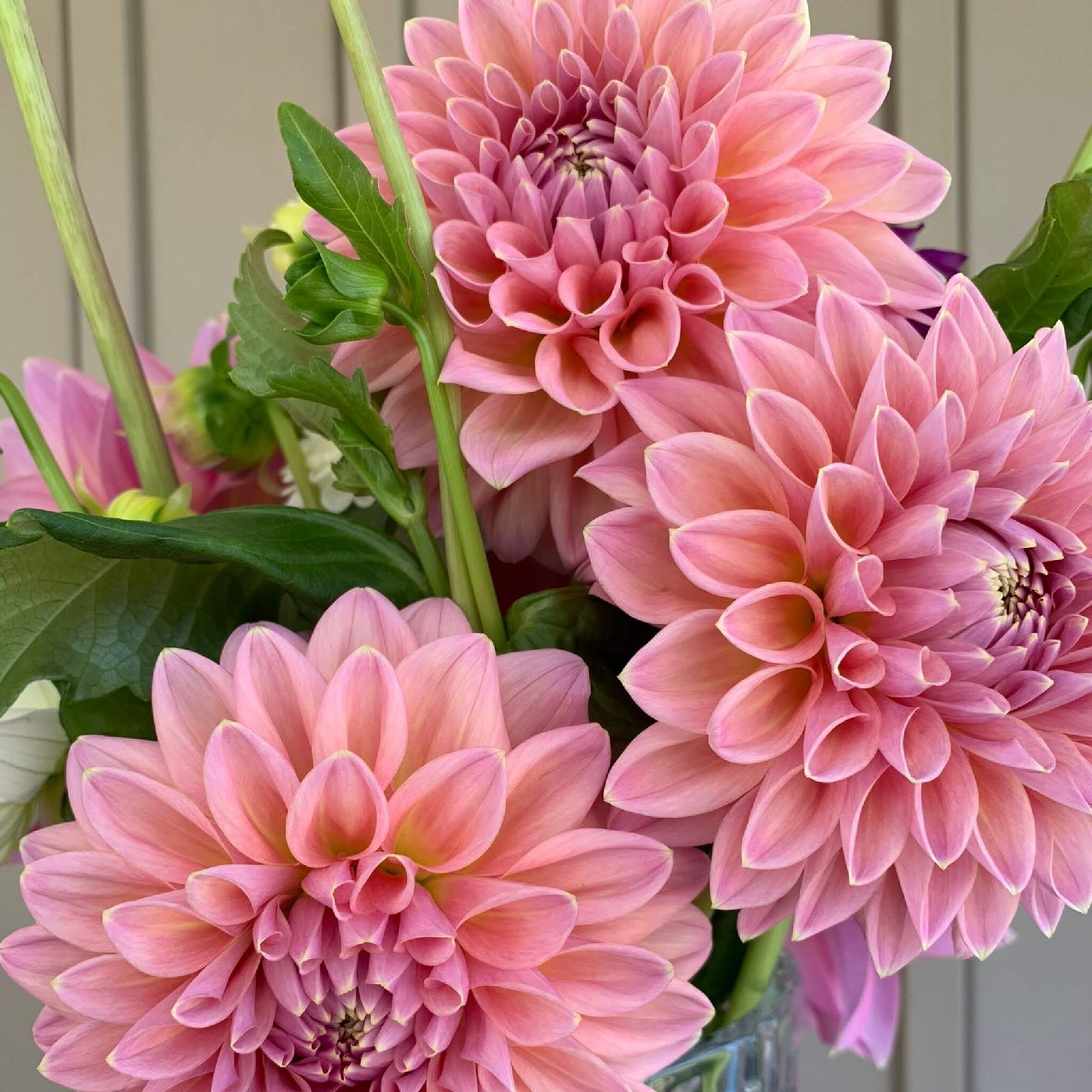 Castle Drive dahlia flowers for sale