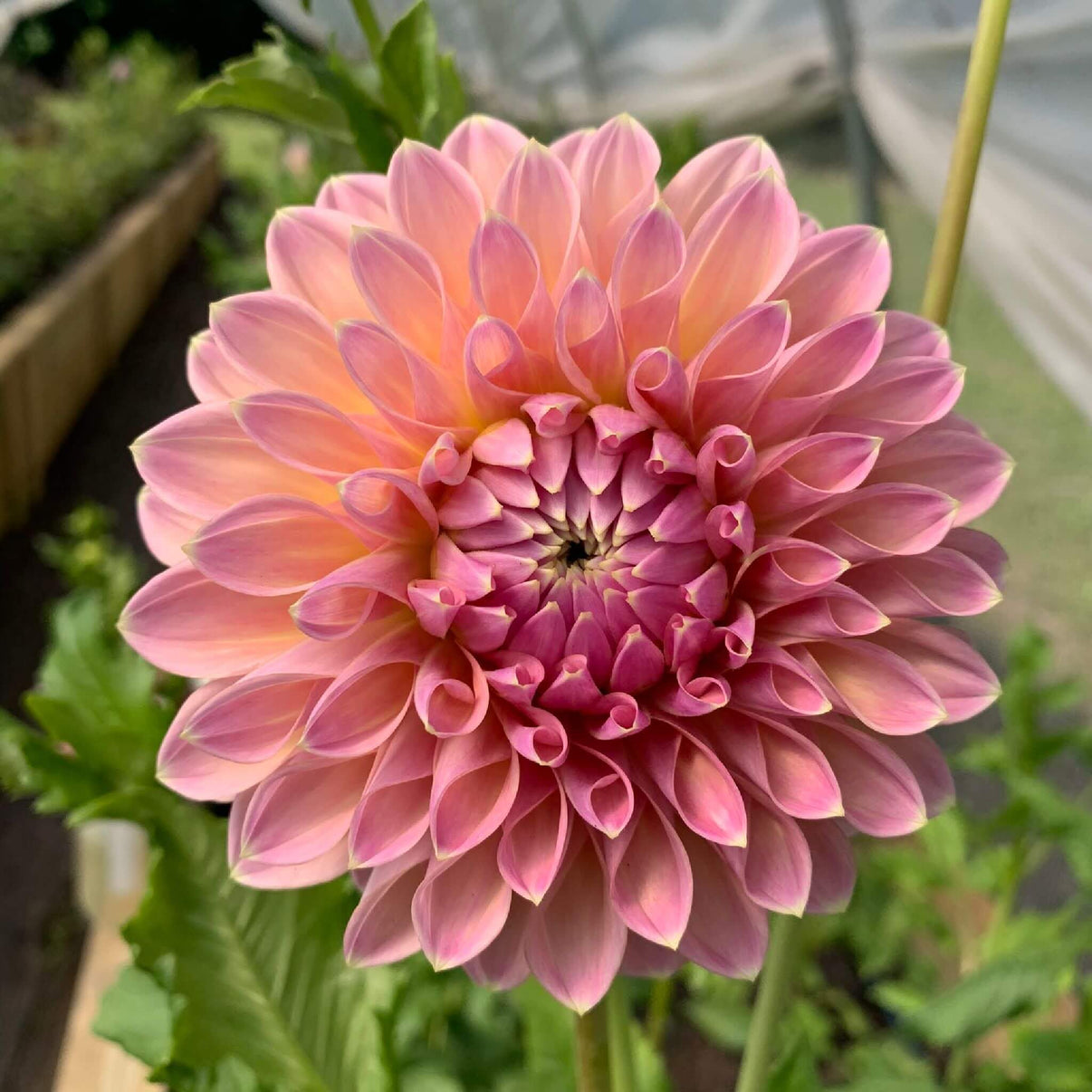 Castle Drive Dahlia Tubers And Cuttings Cape Fear Dahlias