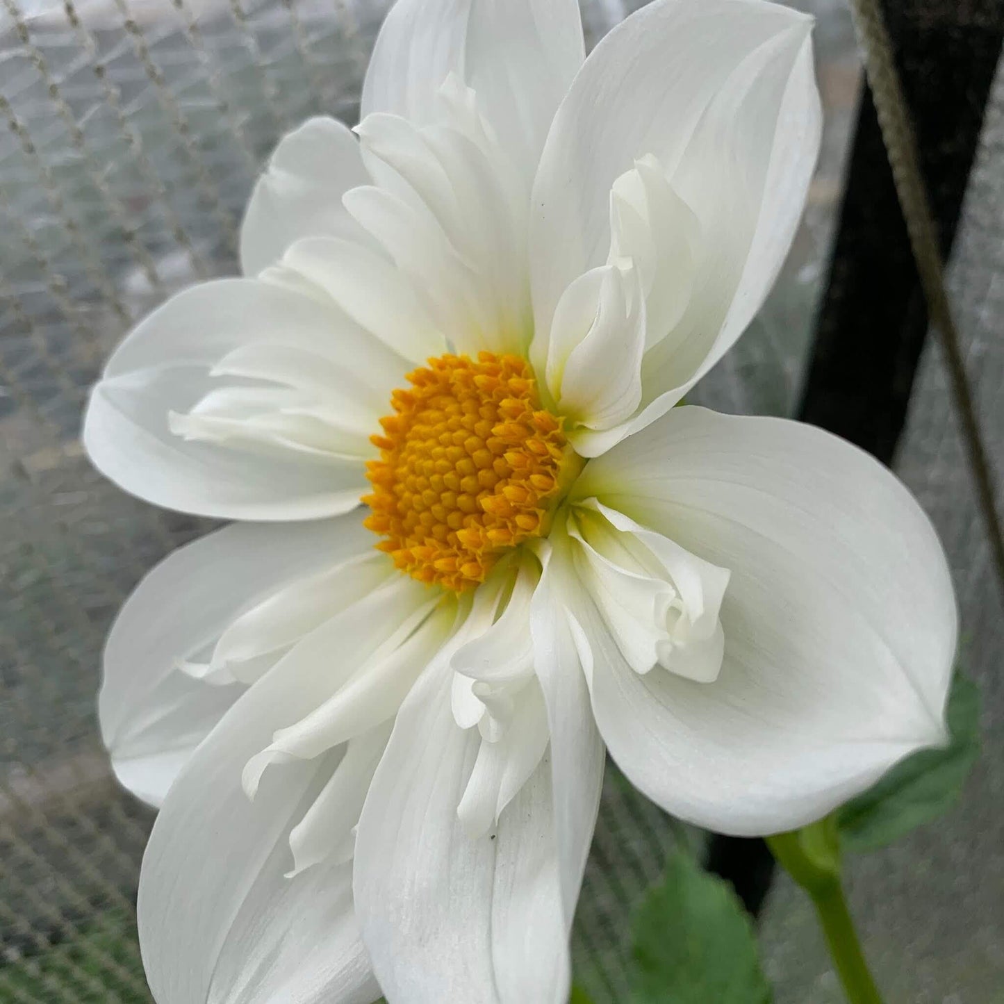 Cherubino dahlia rooted cuttings for sale