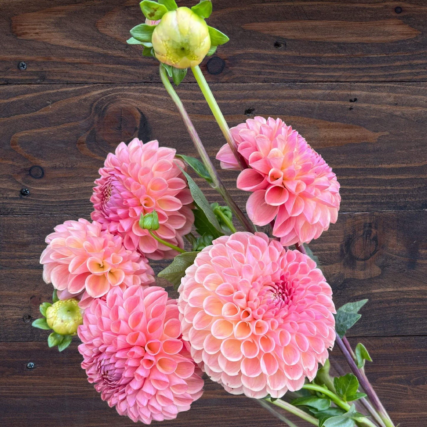 Clearview Peachy dahlia pot tubers for sale