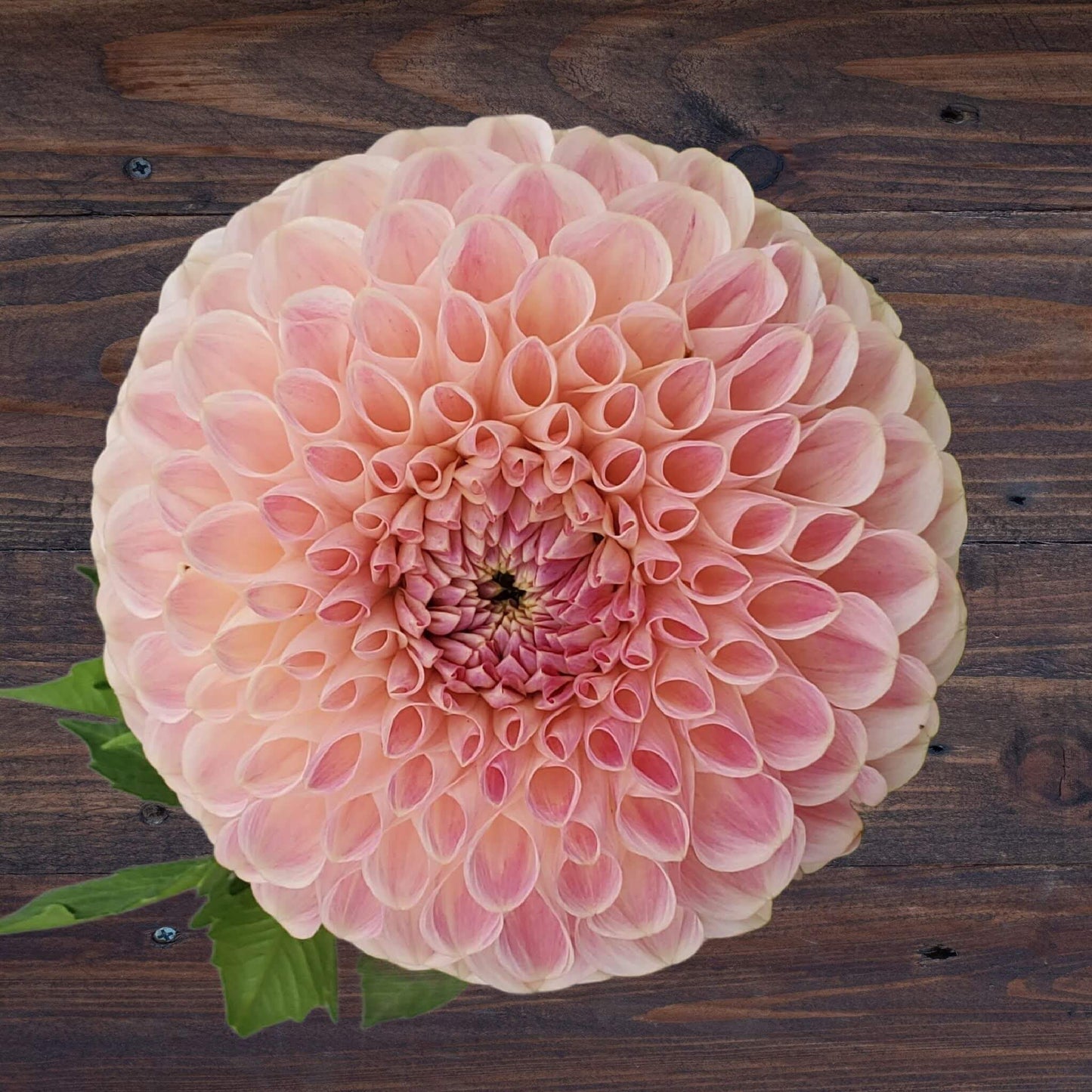 Clearview Peachy dahlia rooted cuttings for sale