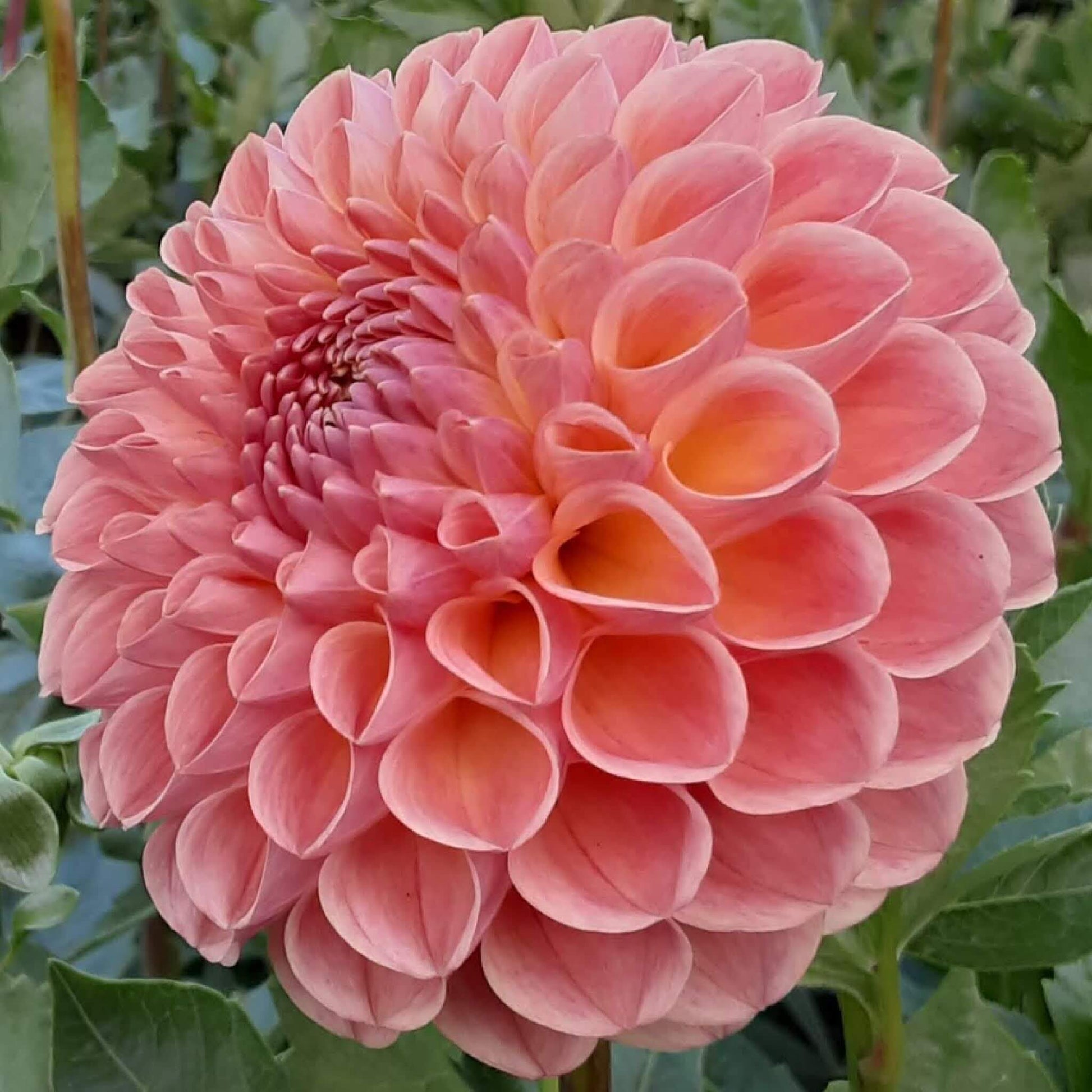 Clearview Peachy dahlia tubers for sale