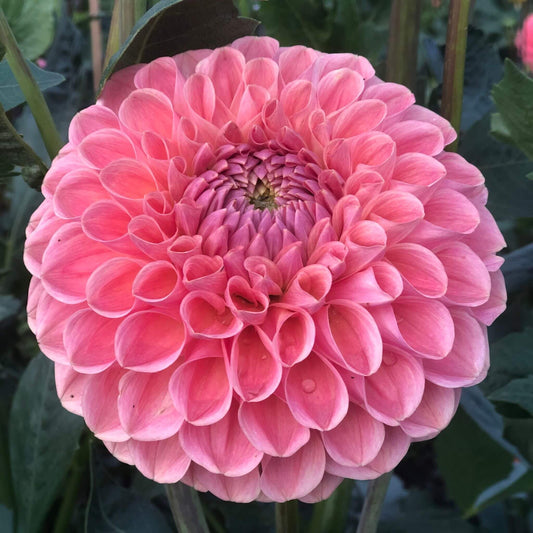 Clearview Peachy dahlias for sale