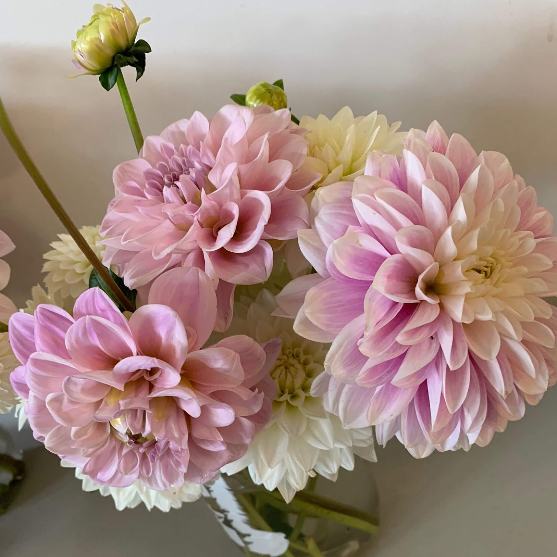 Coseytown Kay dahlia flowers for sale