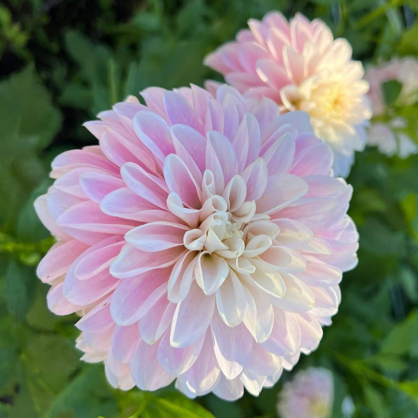 Coseytown Kay dahlia pot tubers for sale