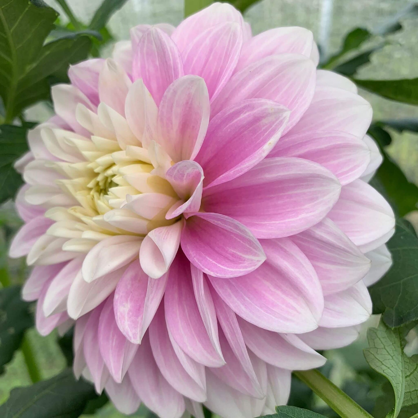Coseytown Kay dahlia rooted cuttings for sale