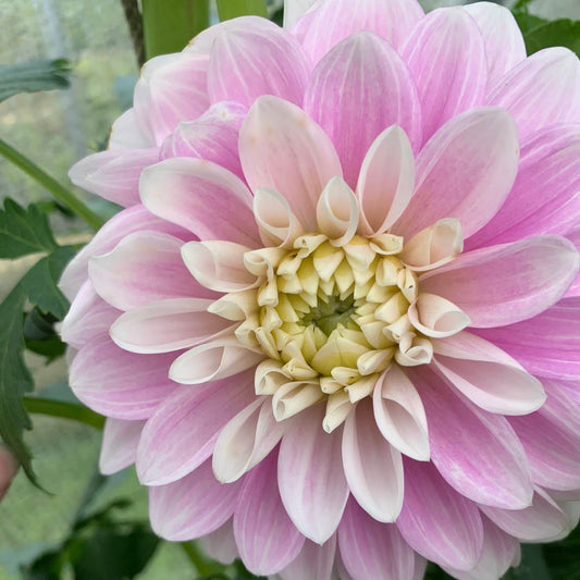 Coseytown Kay dahlias for sale