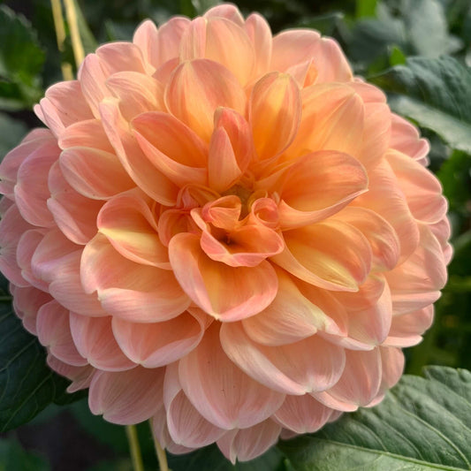 Crichton Honey dahlia flowers for sale