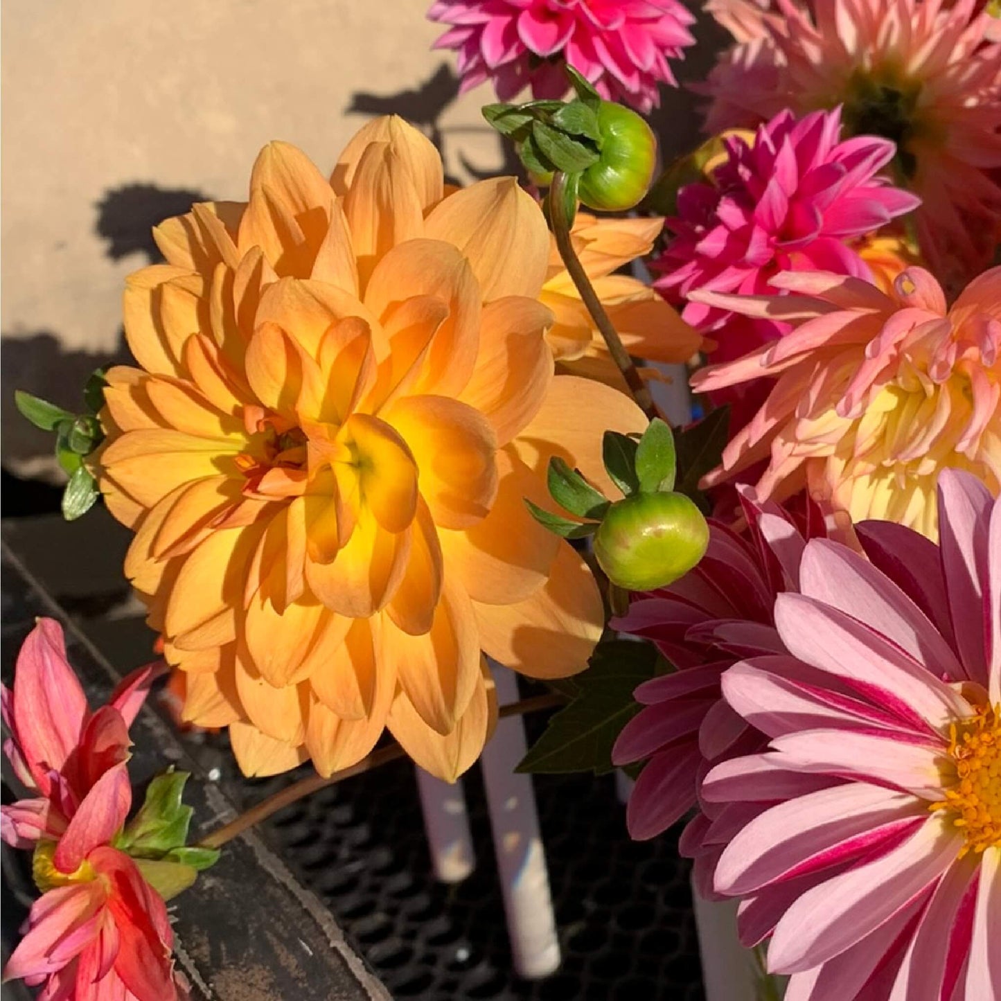 Karma Gold Dahlia flowers for sale