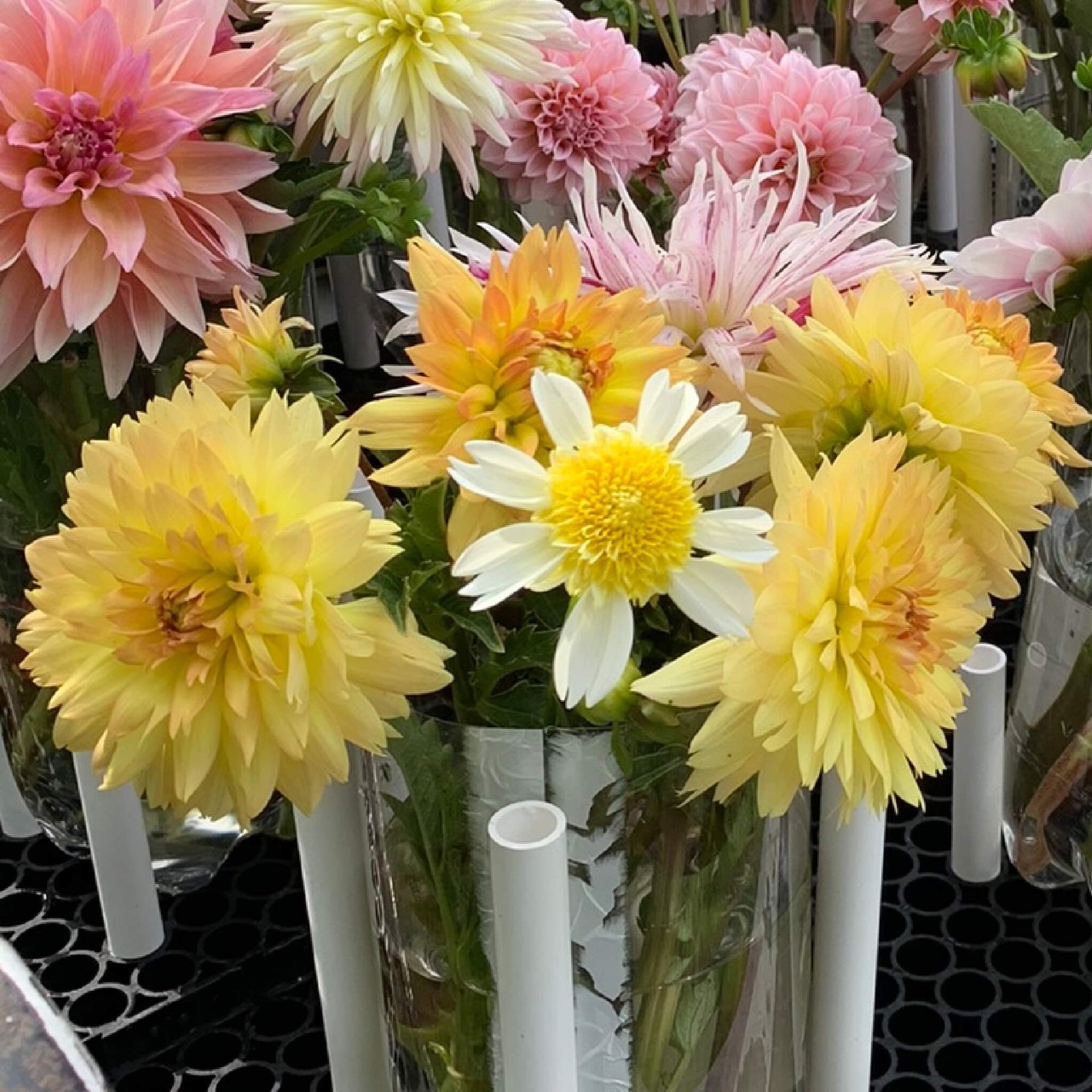 Karma Gold Dahlia pot tubers for sale