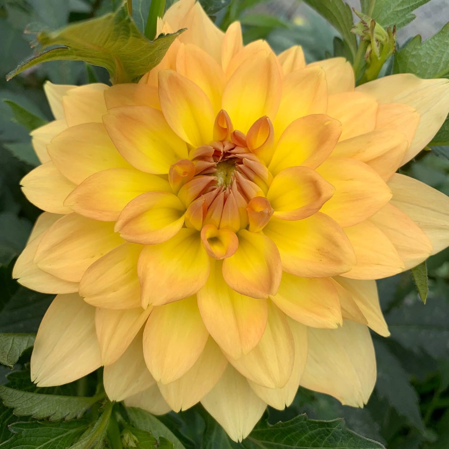 Karma Gold Dahlia tubers for sale