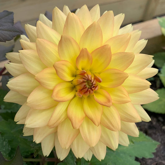 Karma Gold Dahlias for sale