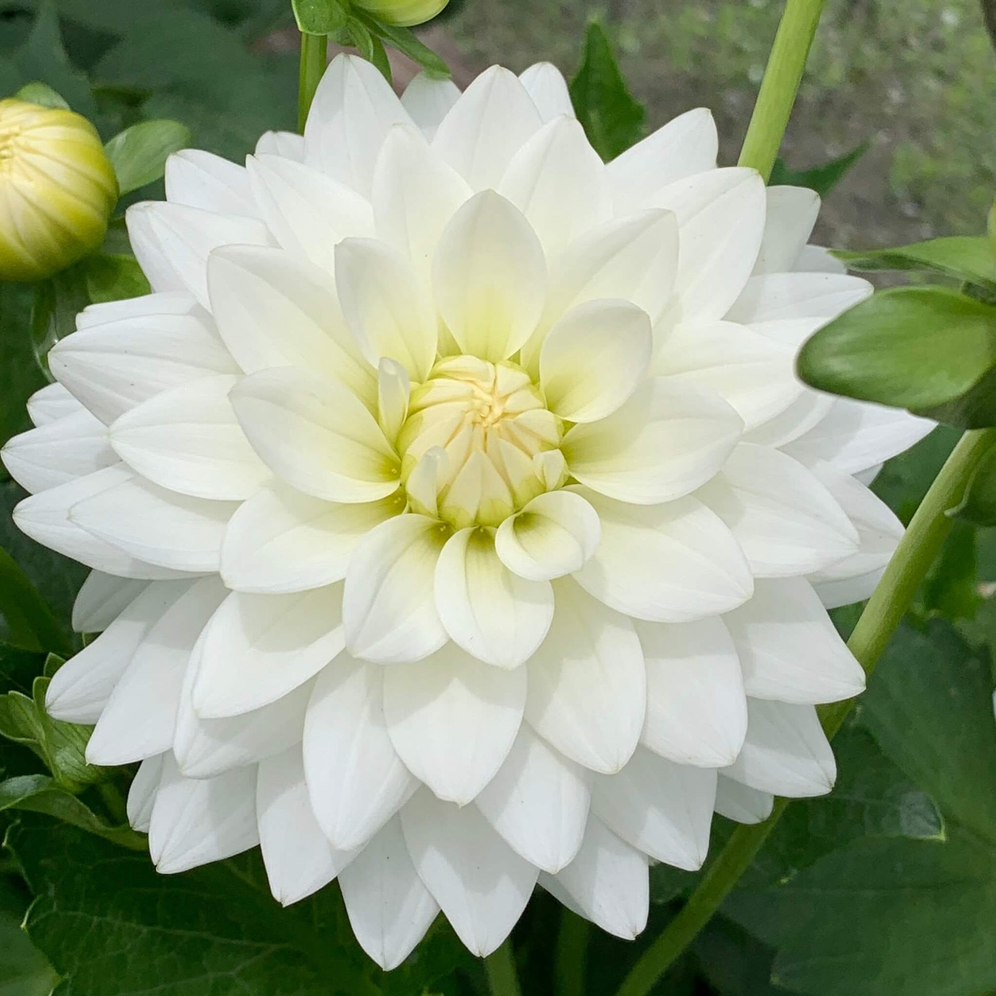 Karma Serena Dahlia plants for sale