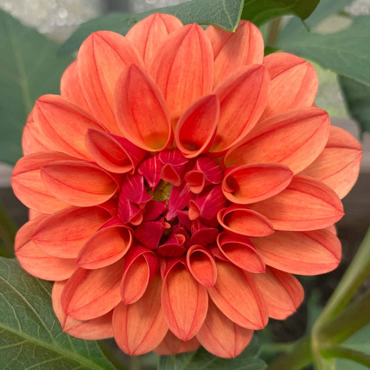 KA's Blood Orange dahlia rooted cuttings for sale