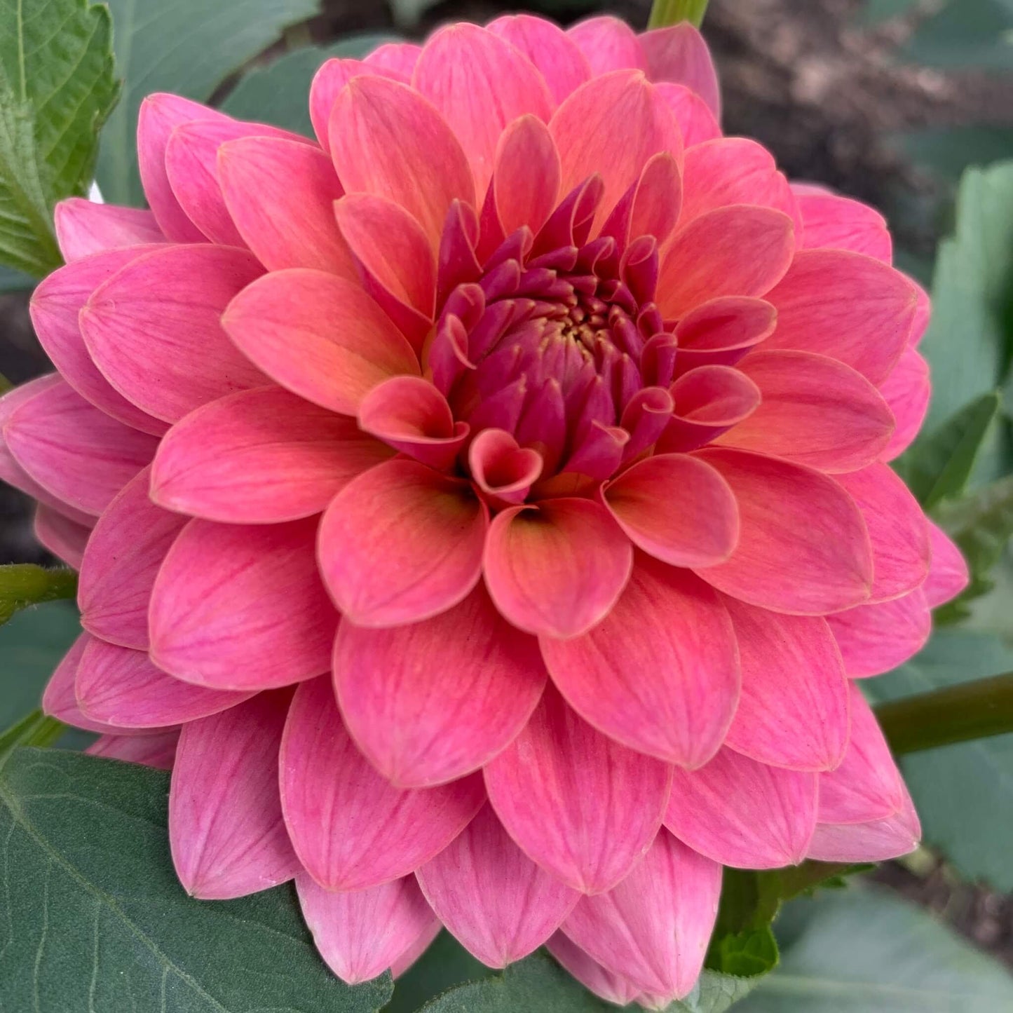 KA's Boho Peach dahlia flowers for sale