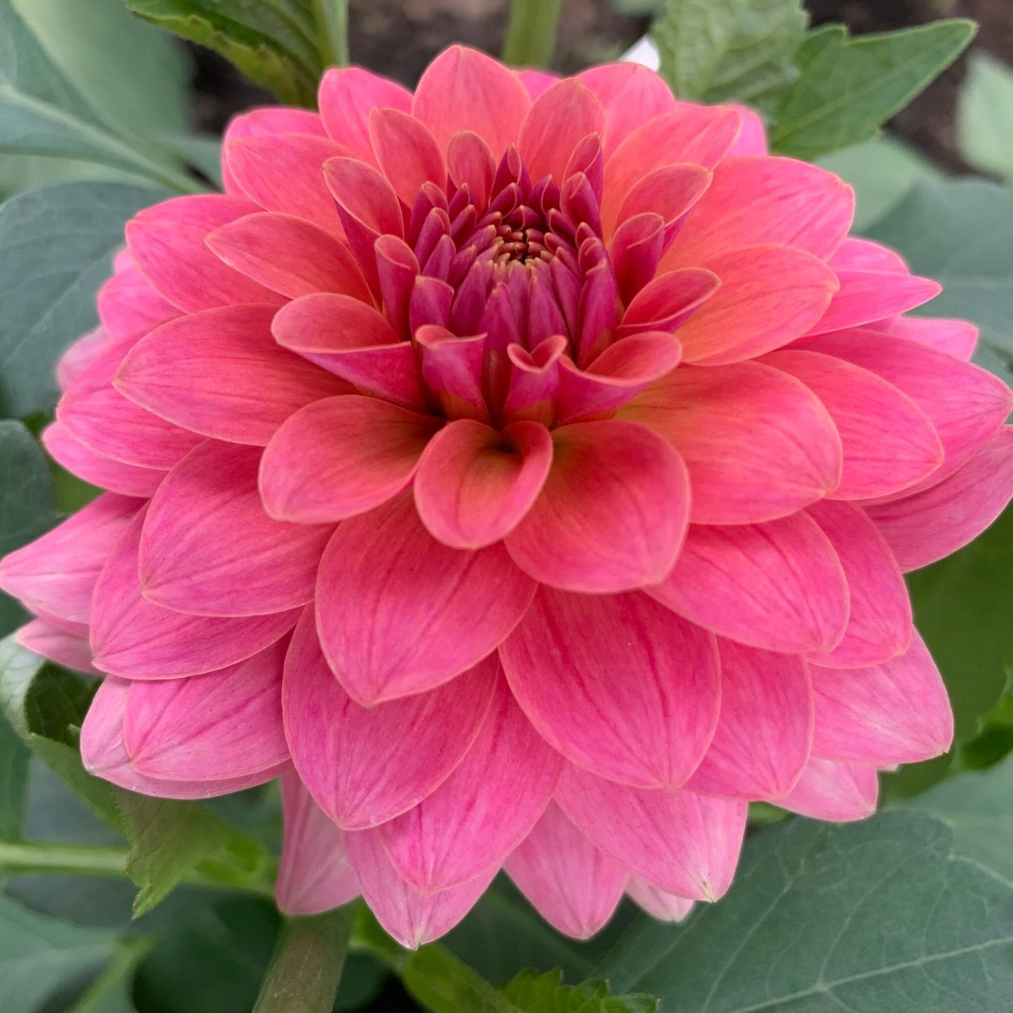 KA's Boho Peach dahlia plants for sale