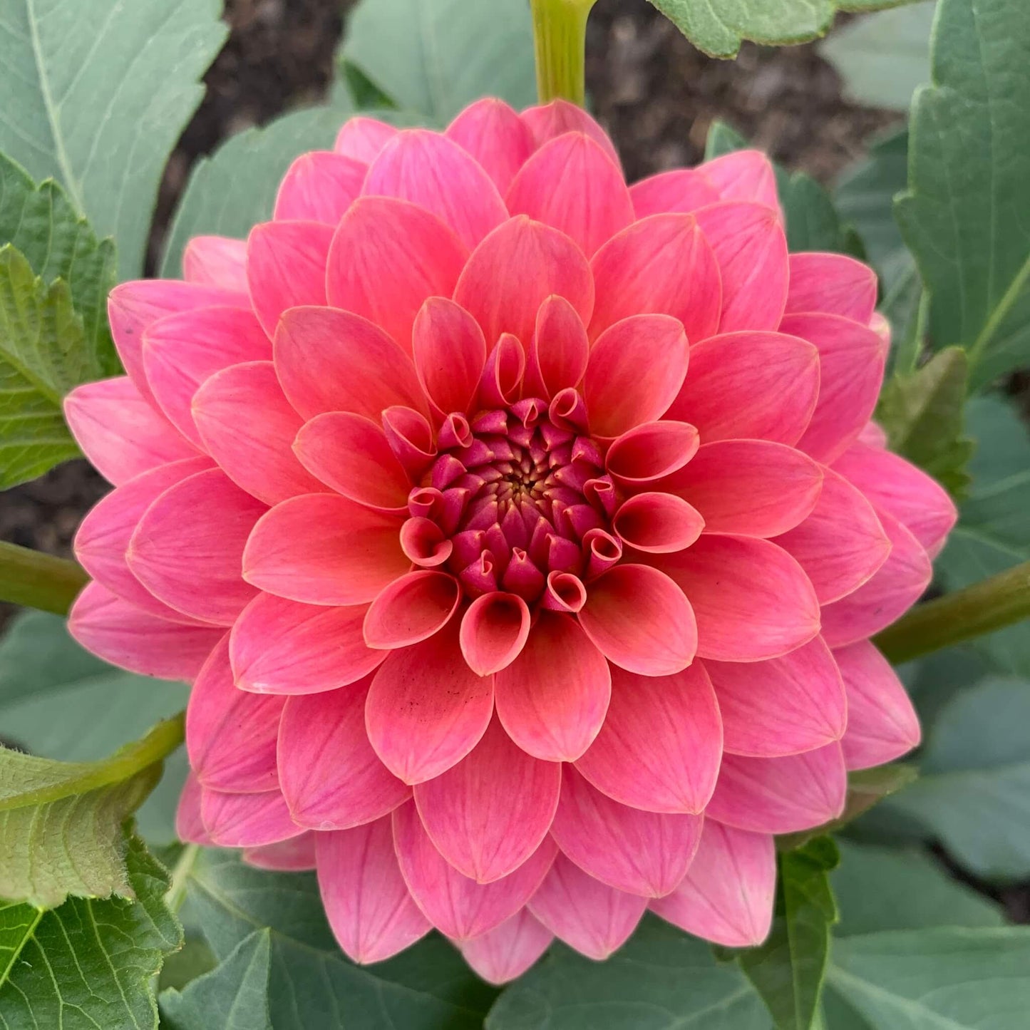 KA's Boho Peach dahlia pot tubers for sale