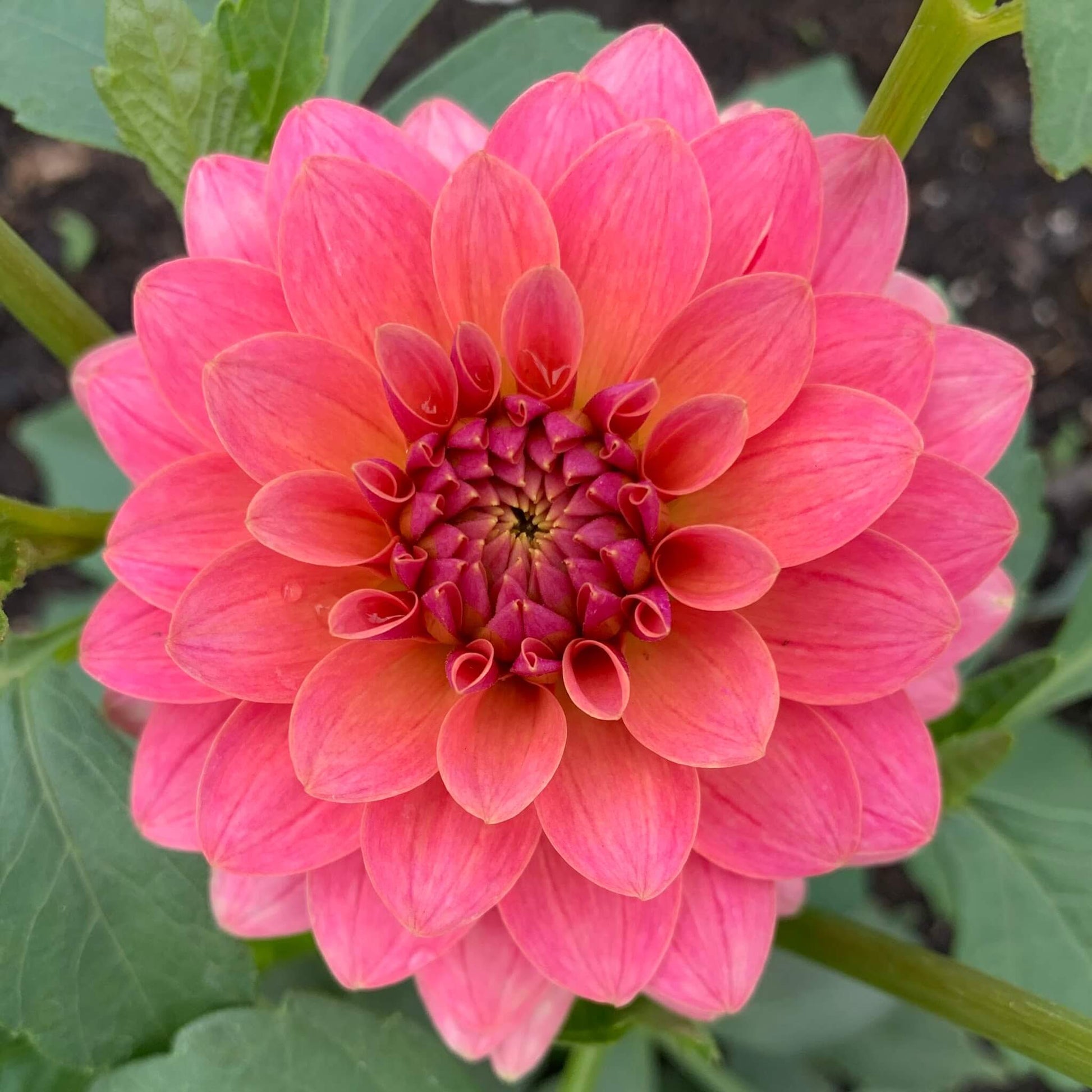 KA's Boho Peach dahlia rooted cuttings for sale