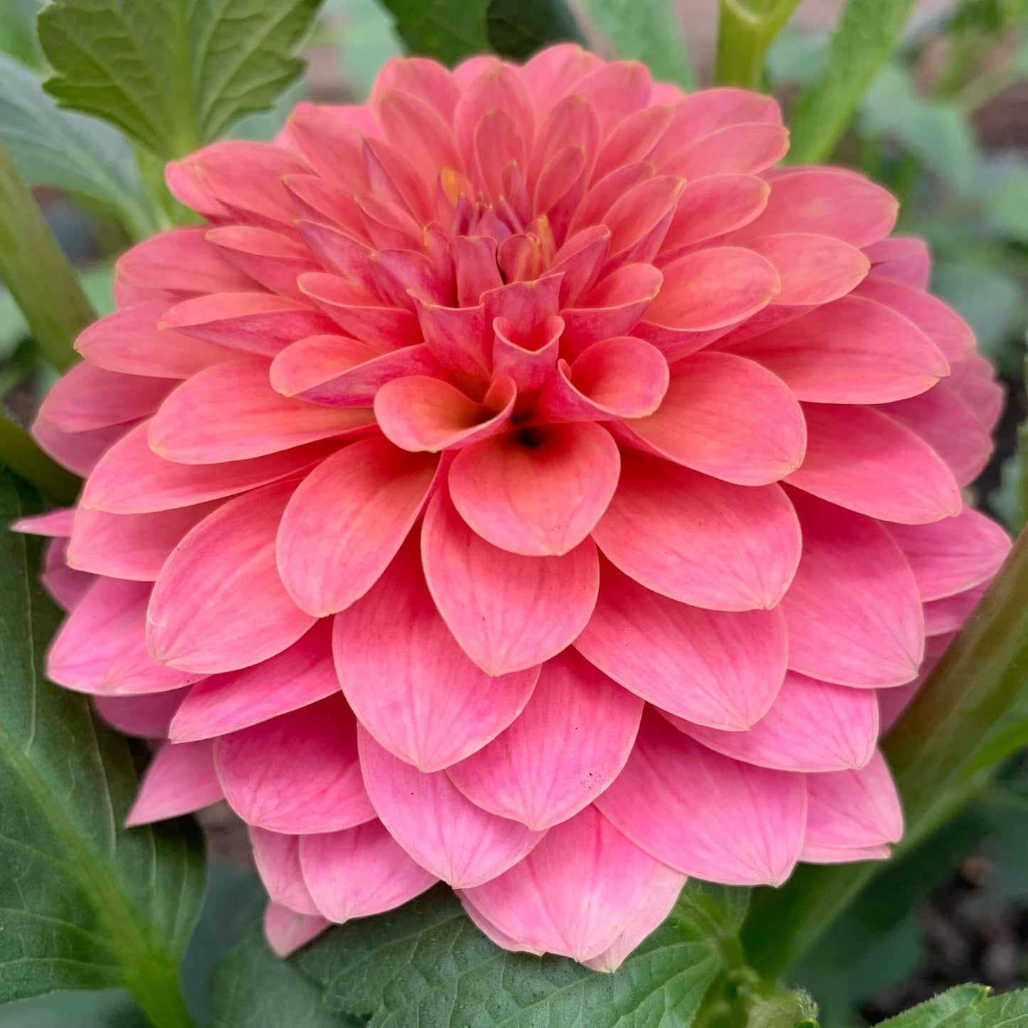 KA's Boho Peach dahlia tubers for sale