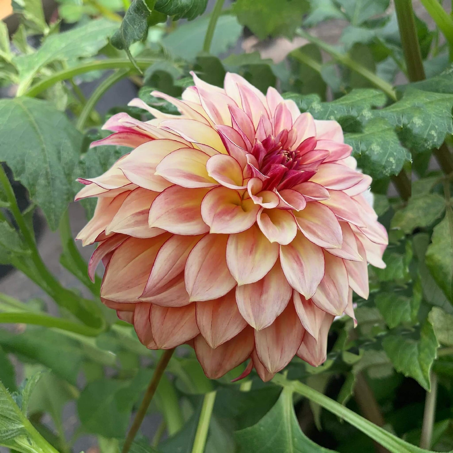 KA's Mocha Katies dahlia plants for sale