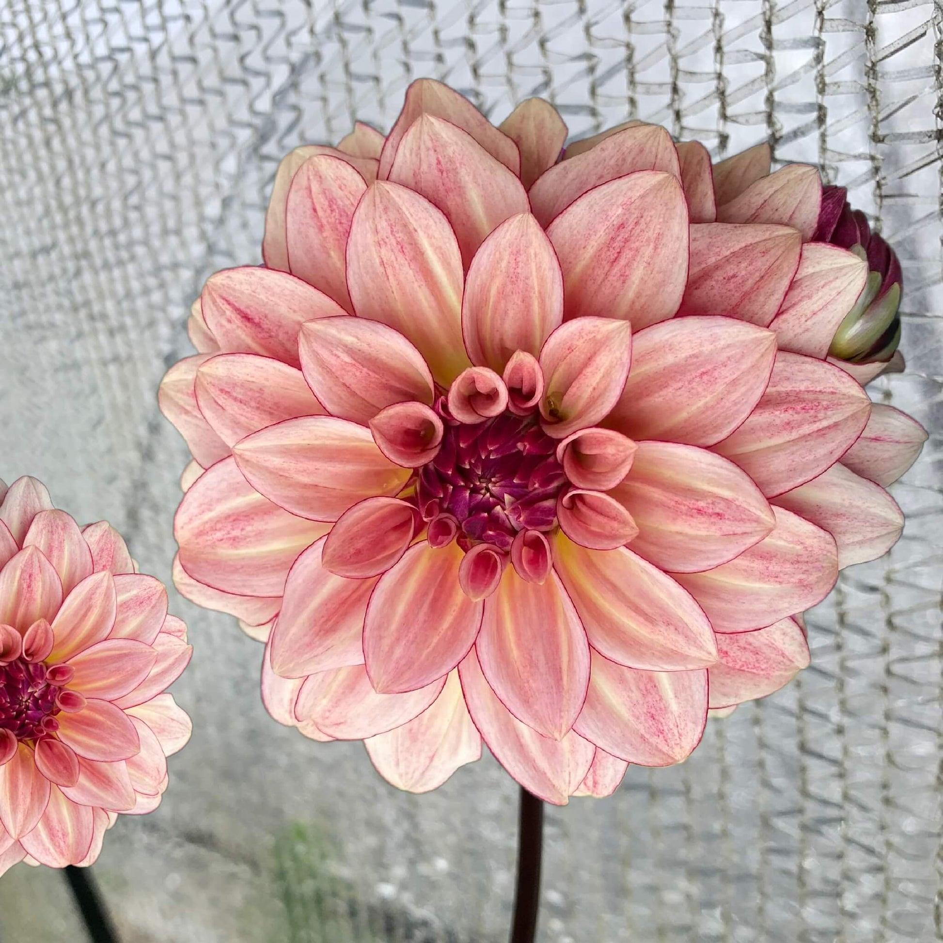 KA's Mocha Katies dahlia tubers for sale