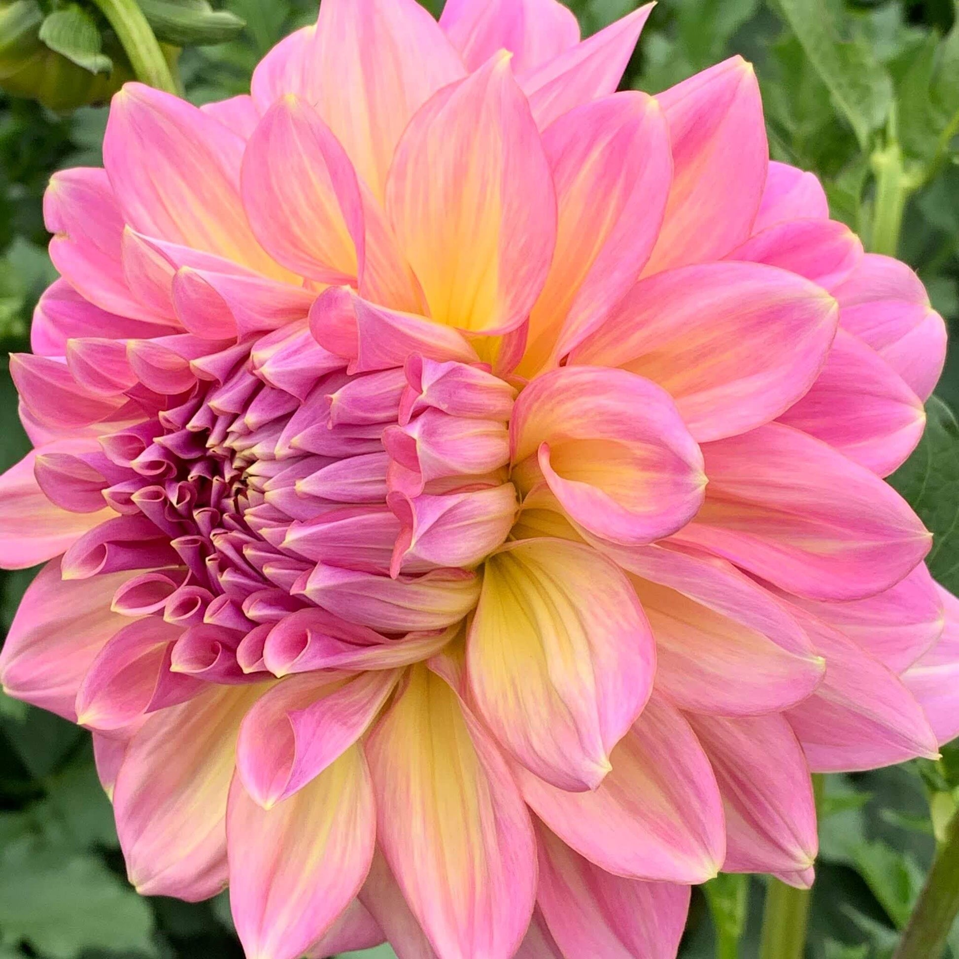 Kidd's Climax dahlia flowers for sale