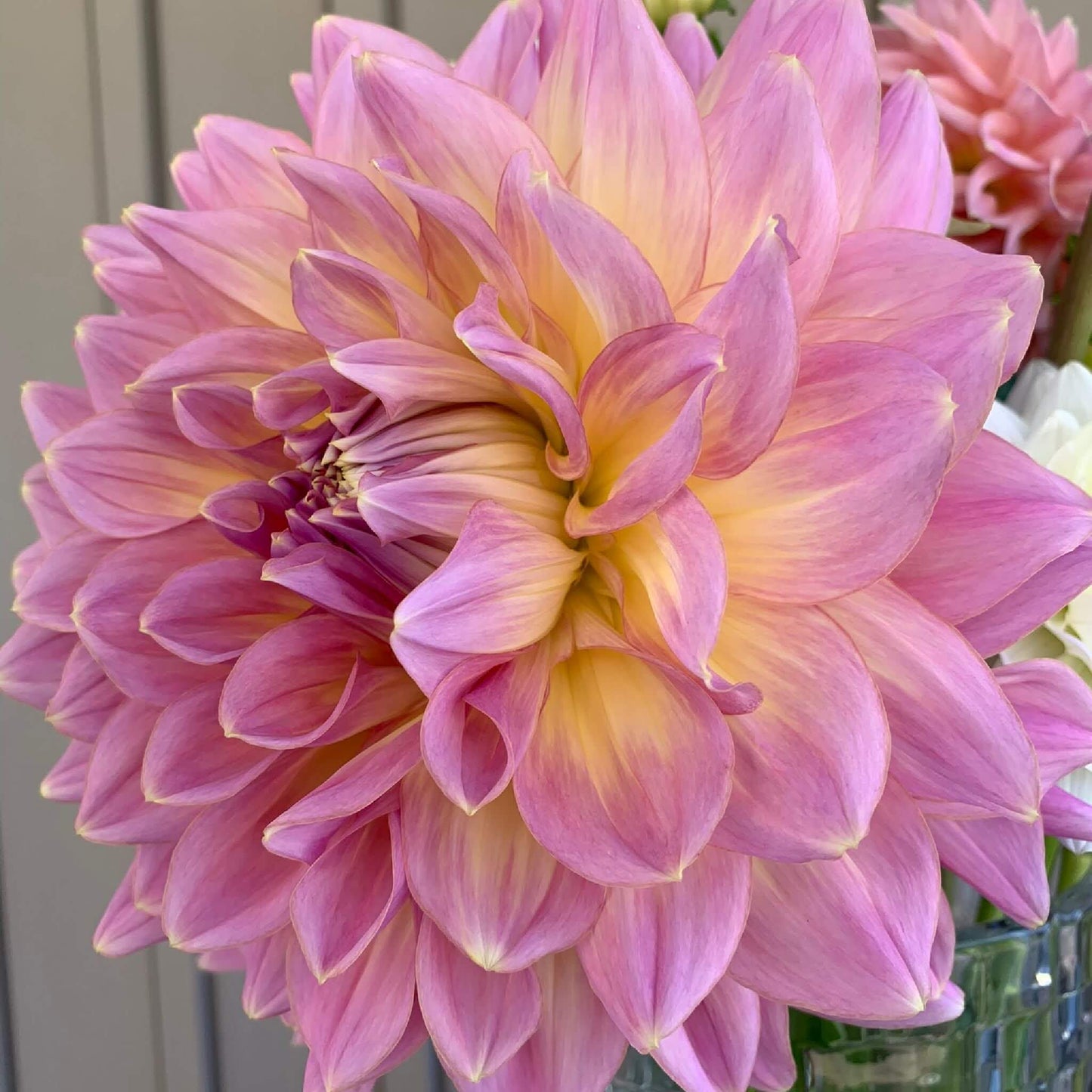 Kidd's Climax dahlia tubers for sale