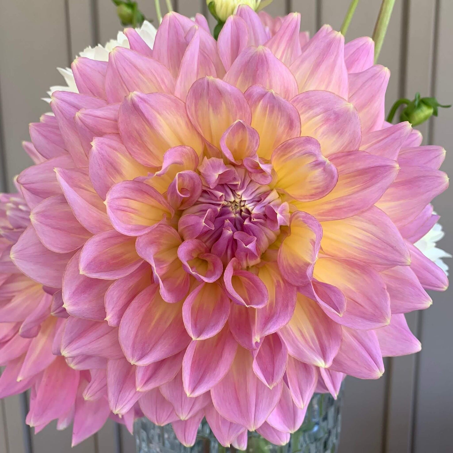 Kidd's Climax dahlias for sale