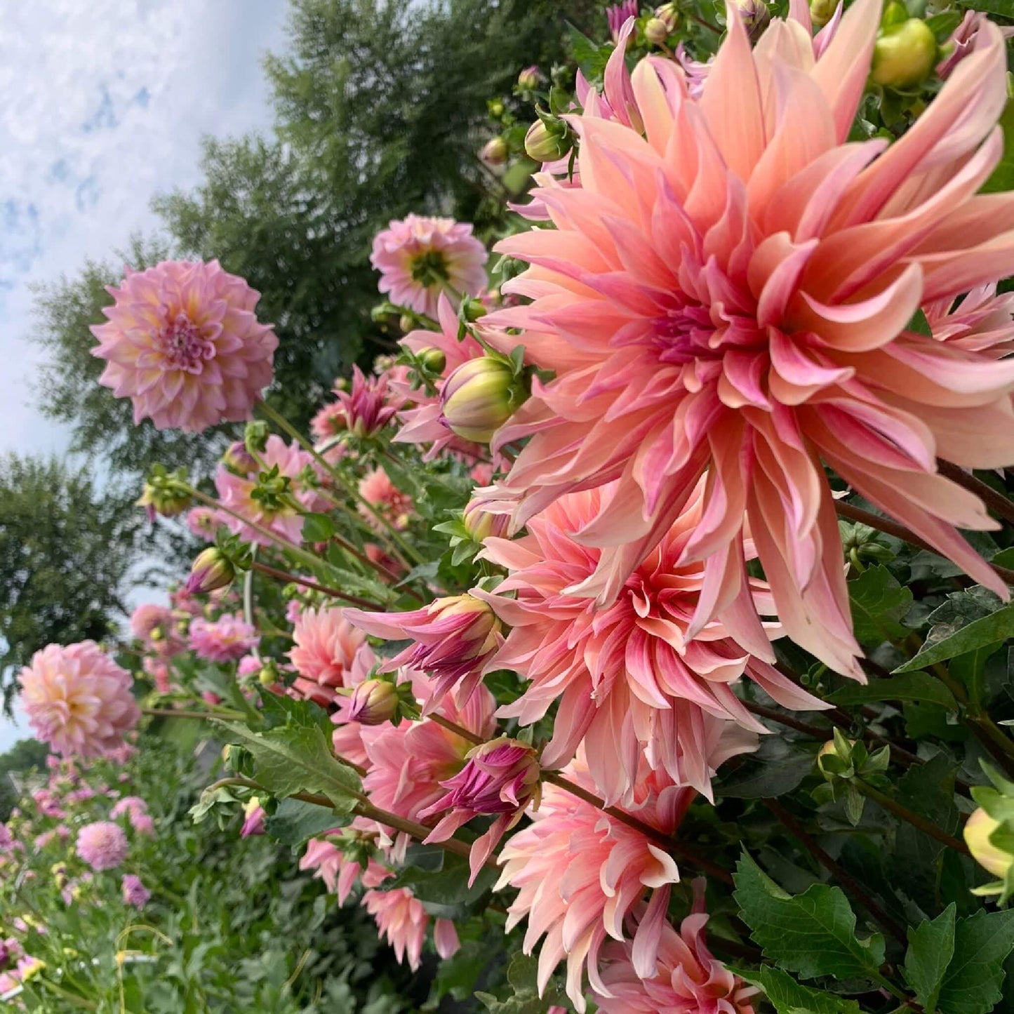 Labyrinth dahlia flowers for sale