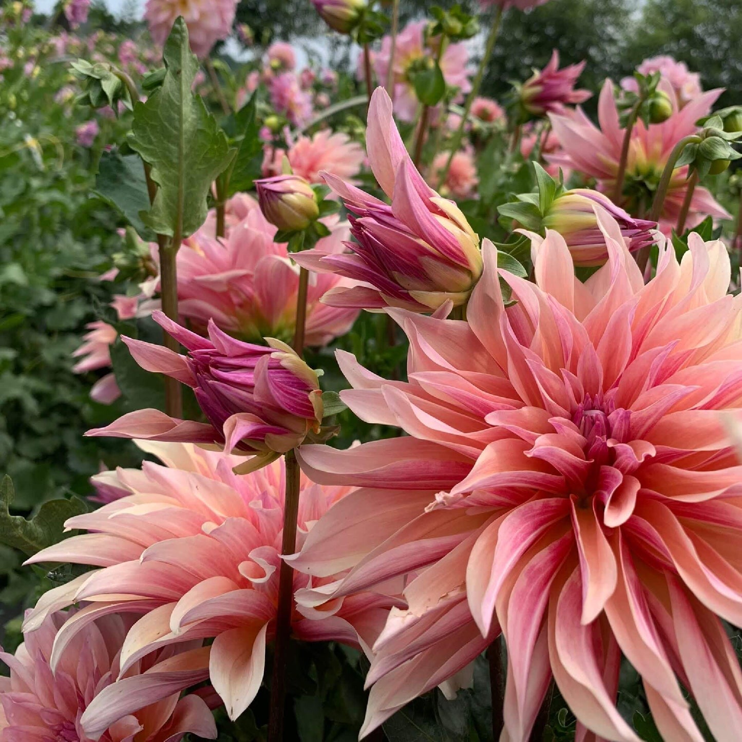 Labyrinth dahlia plants for sale