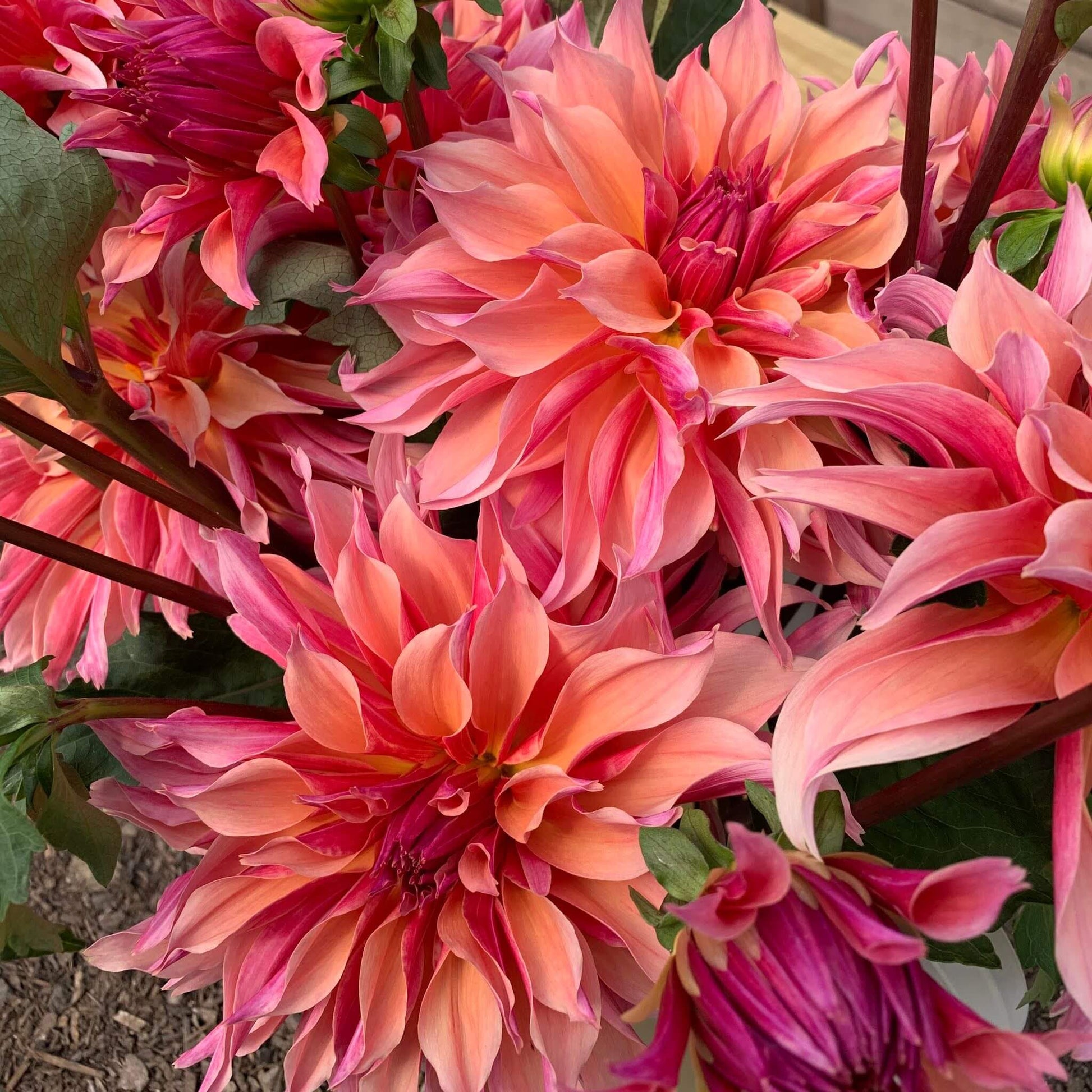 Labyrinth dahlia pot tubers for sale