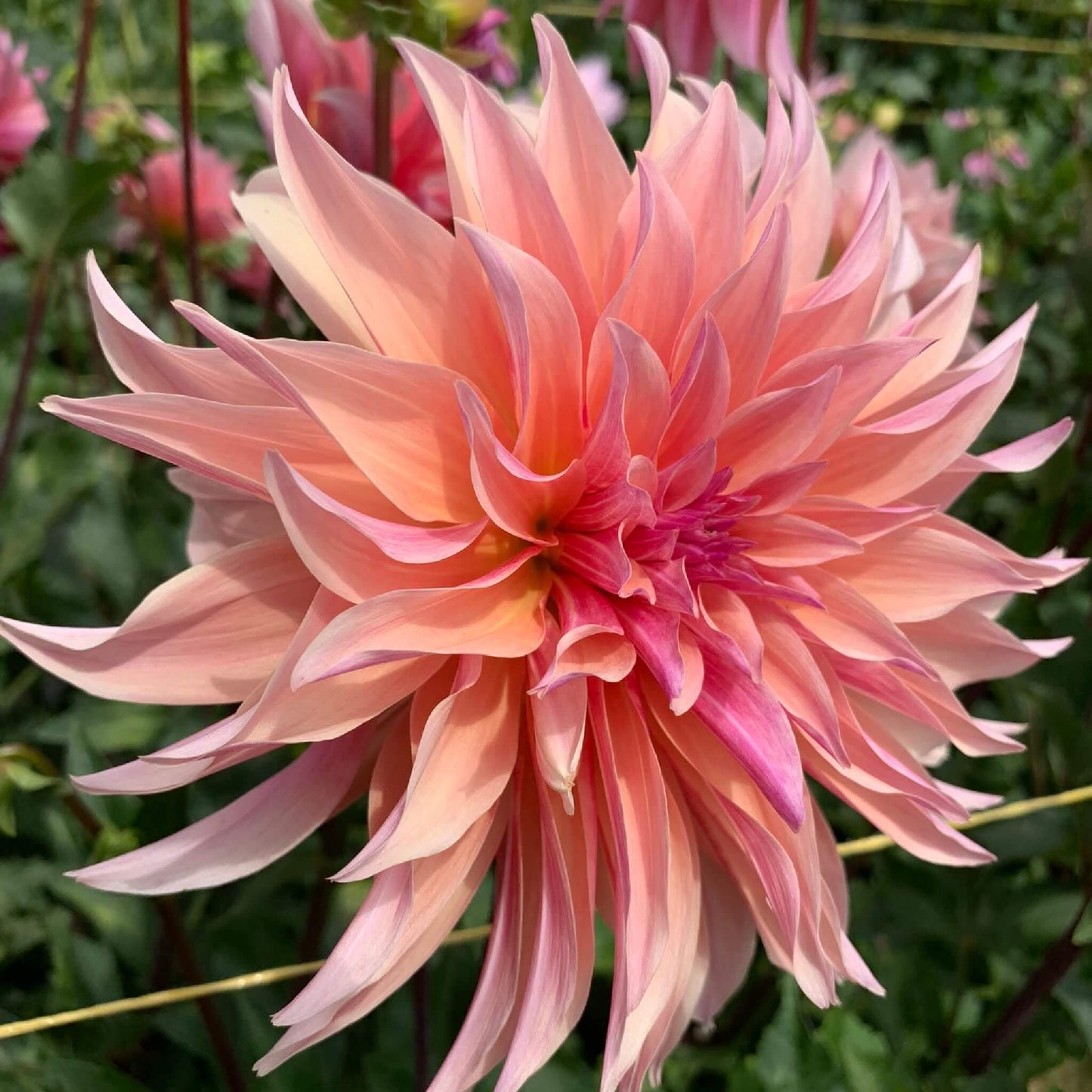 Labyrinth dahlia tubers for sale