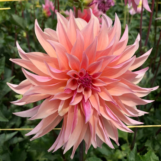 Labyrinth dahlias for sale